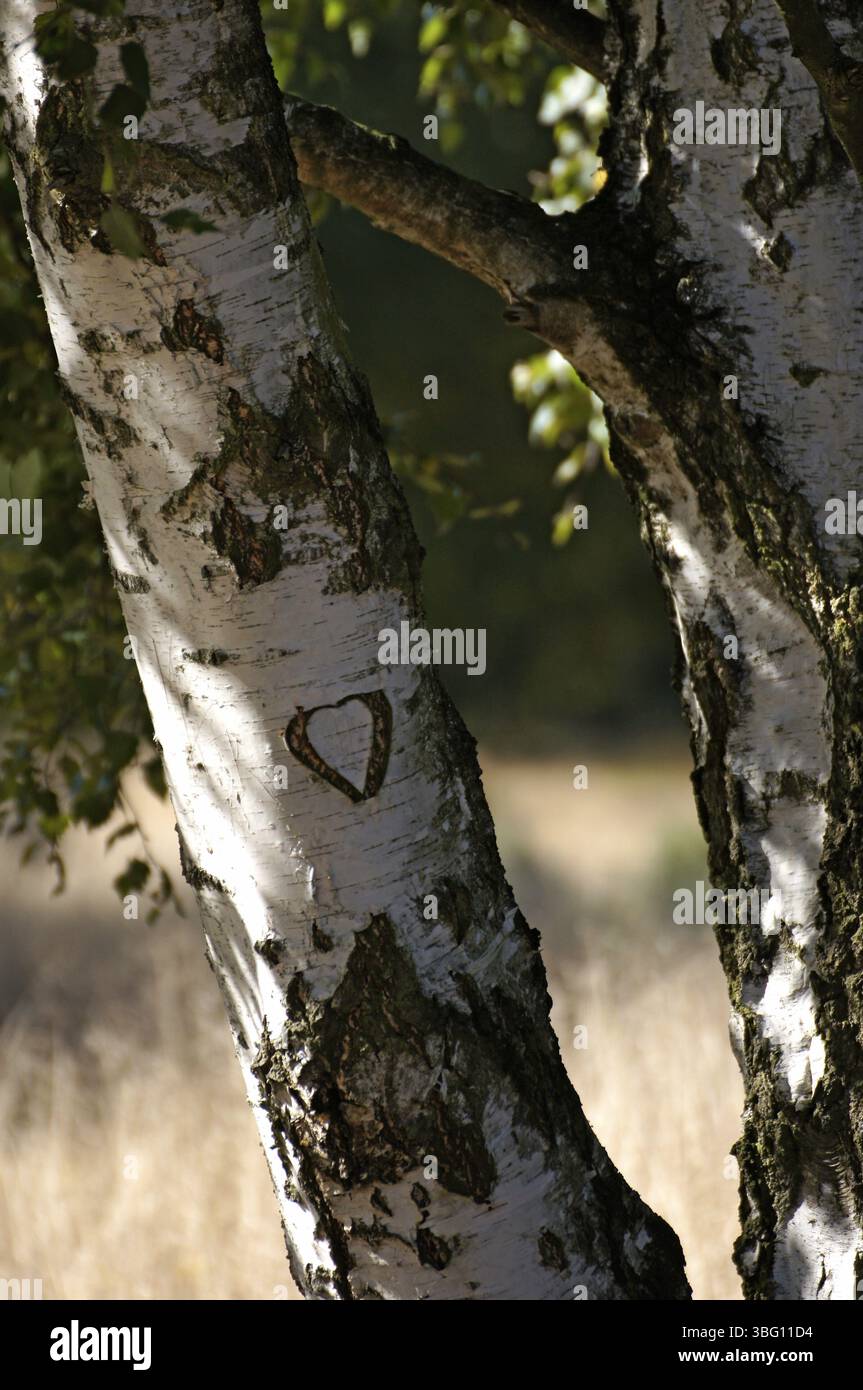 Herz in Birkenrinde, Heidelandschaft Stockfoto