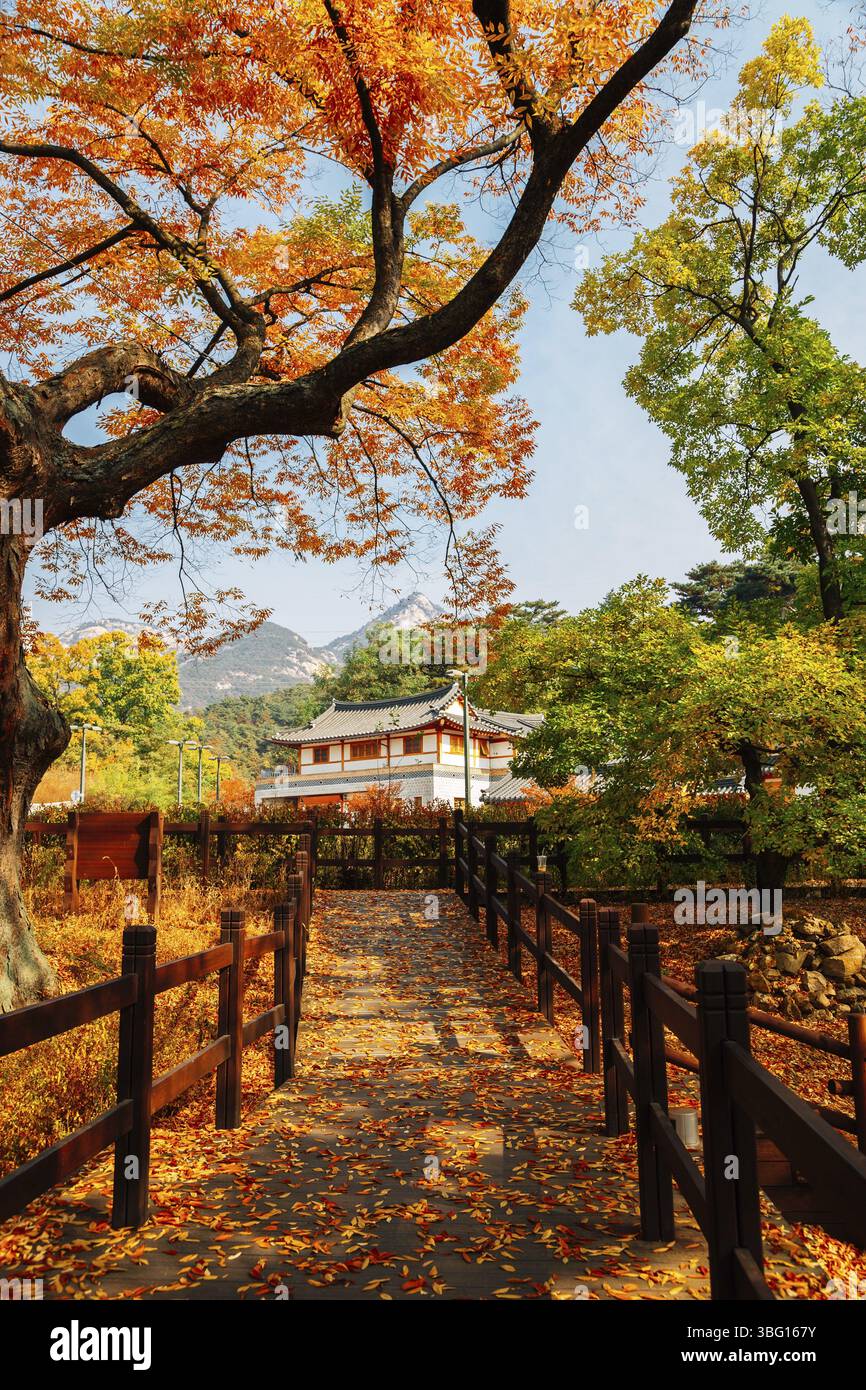 Herbst des Dorfes Eunpieong Hanok. Ahornwald und Trail Road in Seoul, Korea Stockfoto
