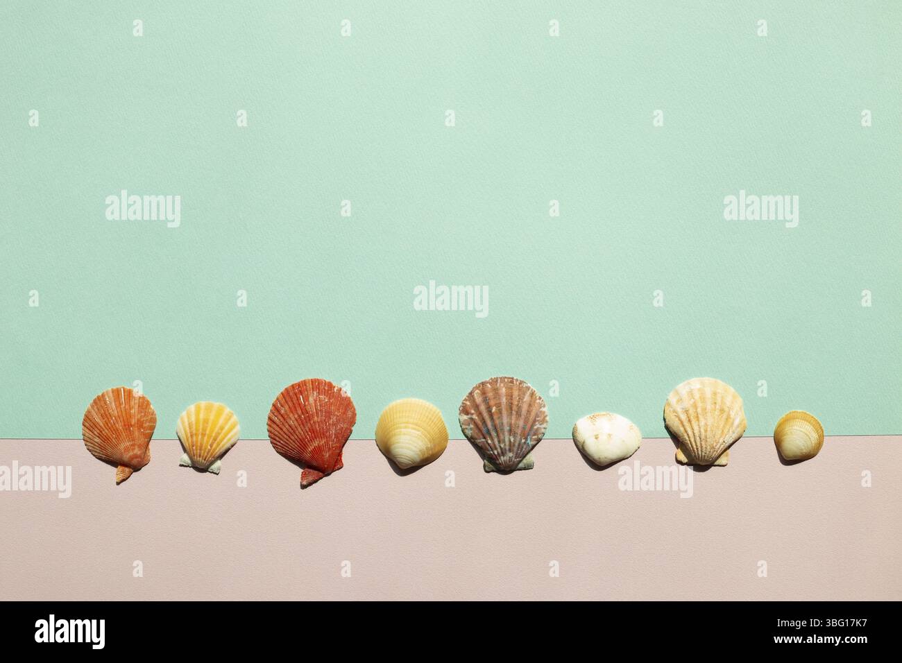 Seashell auf rosa und grünen Hintergrund. Sommer marine Dekoration. Flach liegend, Draufsicht, Kopierraum Stockfoto