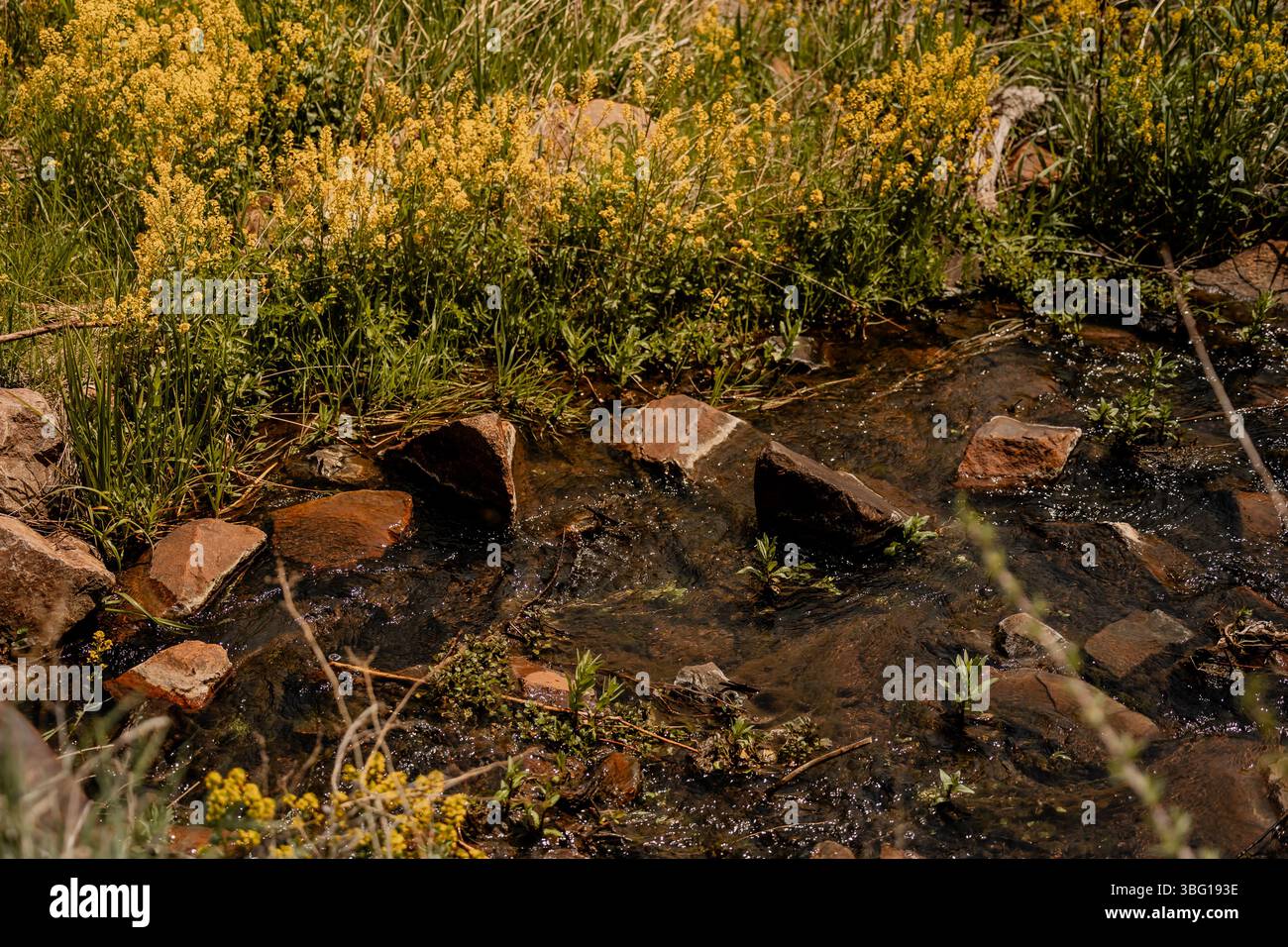 wyoming-Landschaft-Familie-Kinder-Mutter-Felsen-Kühe-Pferde-Land-cheyenne-wy-Sonne-Weide Stockfoto