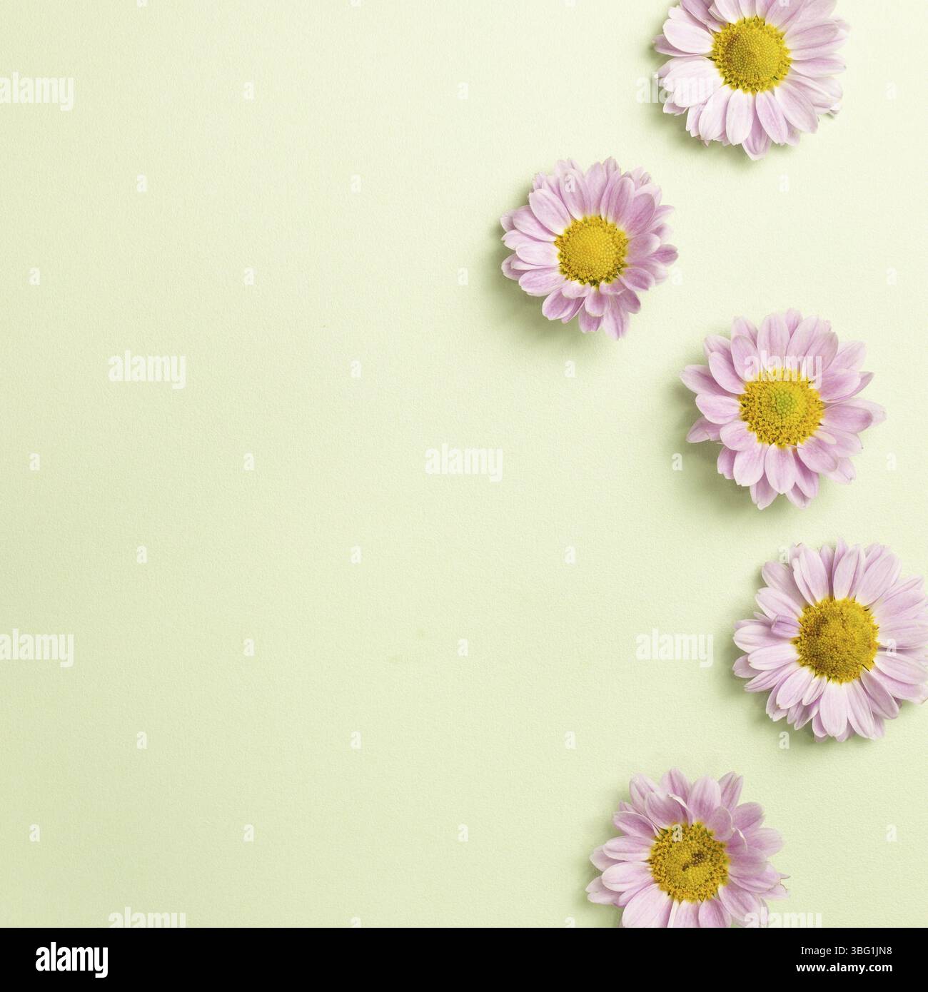 Rosa Blumen auf hellgrünem Hintergrund. Draufsicht, Kopierraum Stockfoto