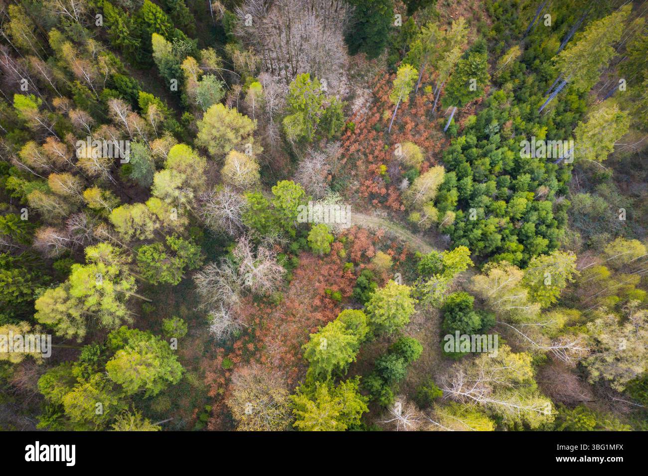 Luftdrohne: Blick von oben nach unten auf einen vielfältigen Wald im Herbst, eine Mischung aus Nadel- und Laubbäumen in verschiedenen Grün-, Orange- und Brauentönen Stockfoto