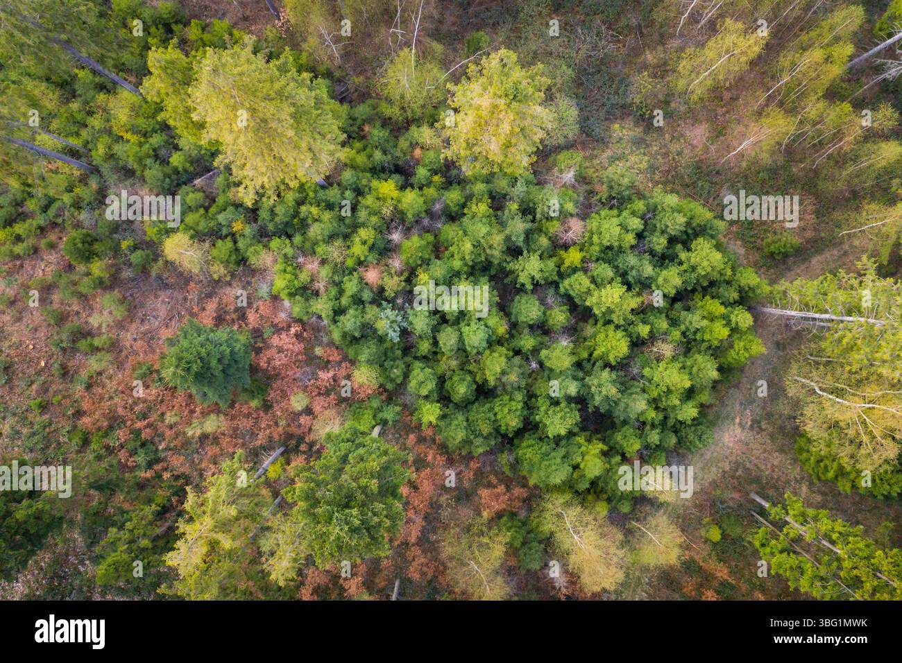 Luftdrohne: Blick von oben nach unten auf einen vielfältigen Wald im Herbst, eine Mischung aus Nadel- und Laubbäumen in verschiedenen Grün-, Orange- und Brauentönen Stockfoto