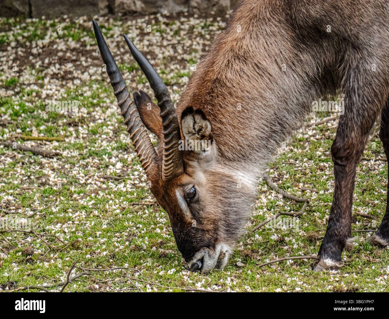 Ein detaillierter Blick auf Wasserbockantilopen, die friedlich auf üppigem Gras weiden und die Tierwelt und die Natur hervorheben Stockfoto