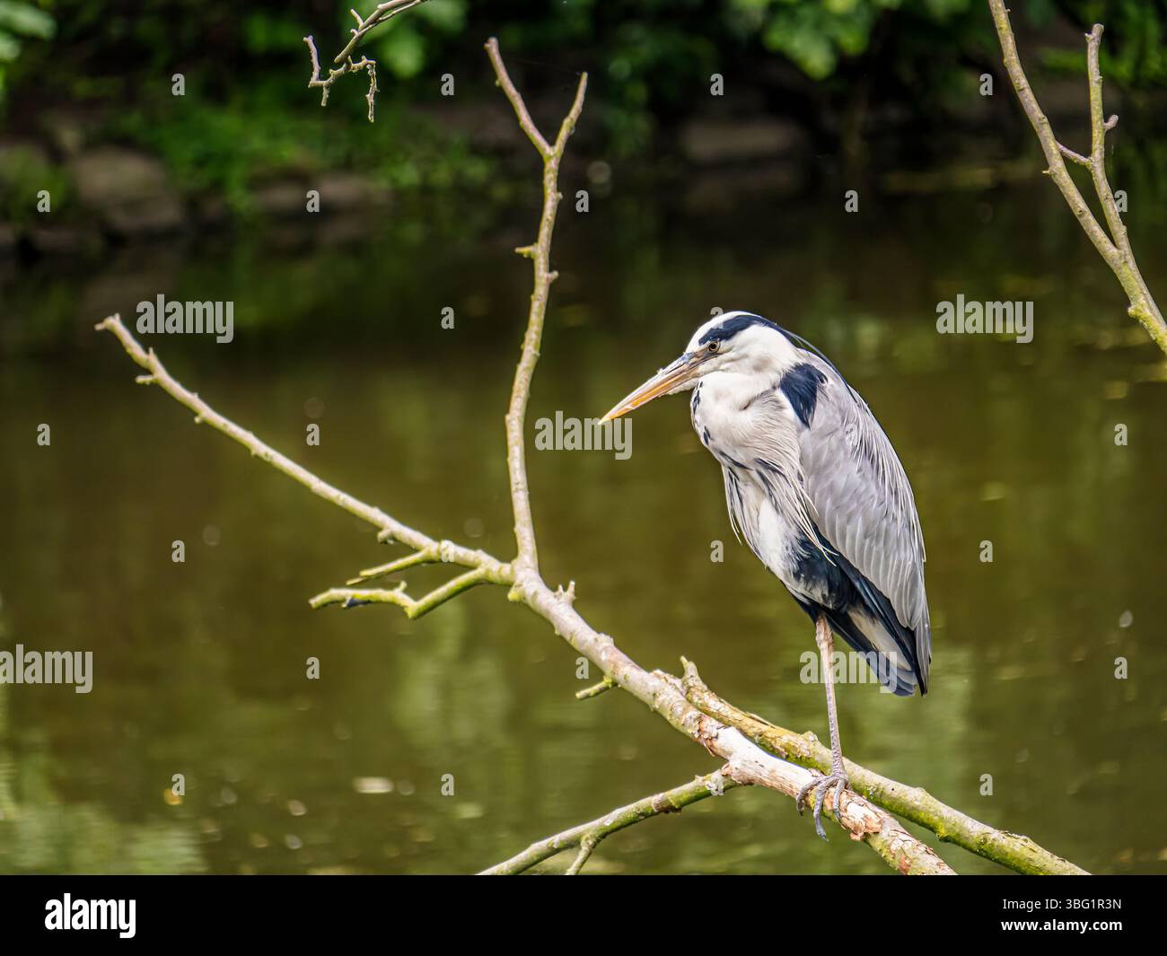 Ein ruhiger grauer Reiher liegt anmutig auf einem Zweig über einem ruhigen Teich, umgeben von üppigem Grün Stockfoto