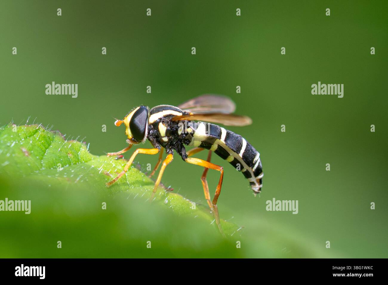 Philhelius pedissequus (ehemals Xanthogramma pedissequum), der prächtige Ameisenhügel hoverfly, West Sussex, England, Großbritannien Stockfoto