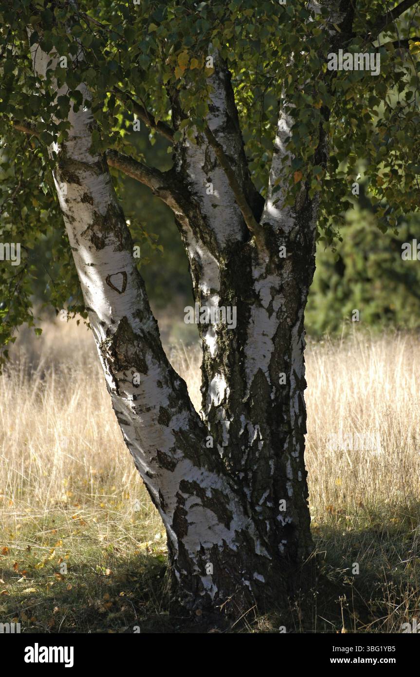 Herz in Birkenrinde, Heidelandschaft Stockfoto
