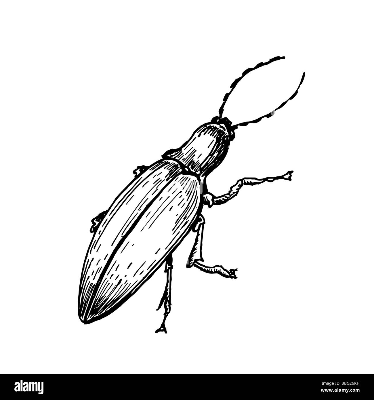 Lange geformte Käfer Hand gezeichnet schwarz-weiße Umrissvektor Illustration. Minimalistische Insekt-Linien-Kunst-Skizze als Käfer oder Glühwürmchen für botanische Bücher Stock Vektor