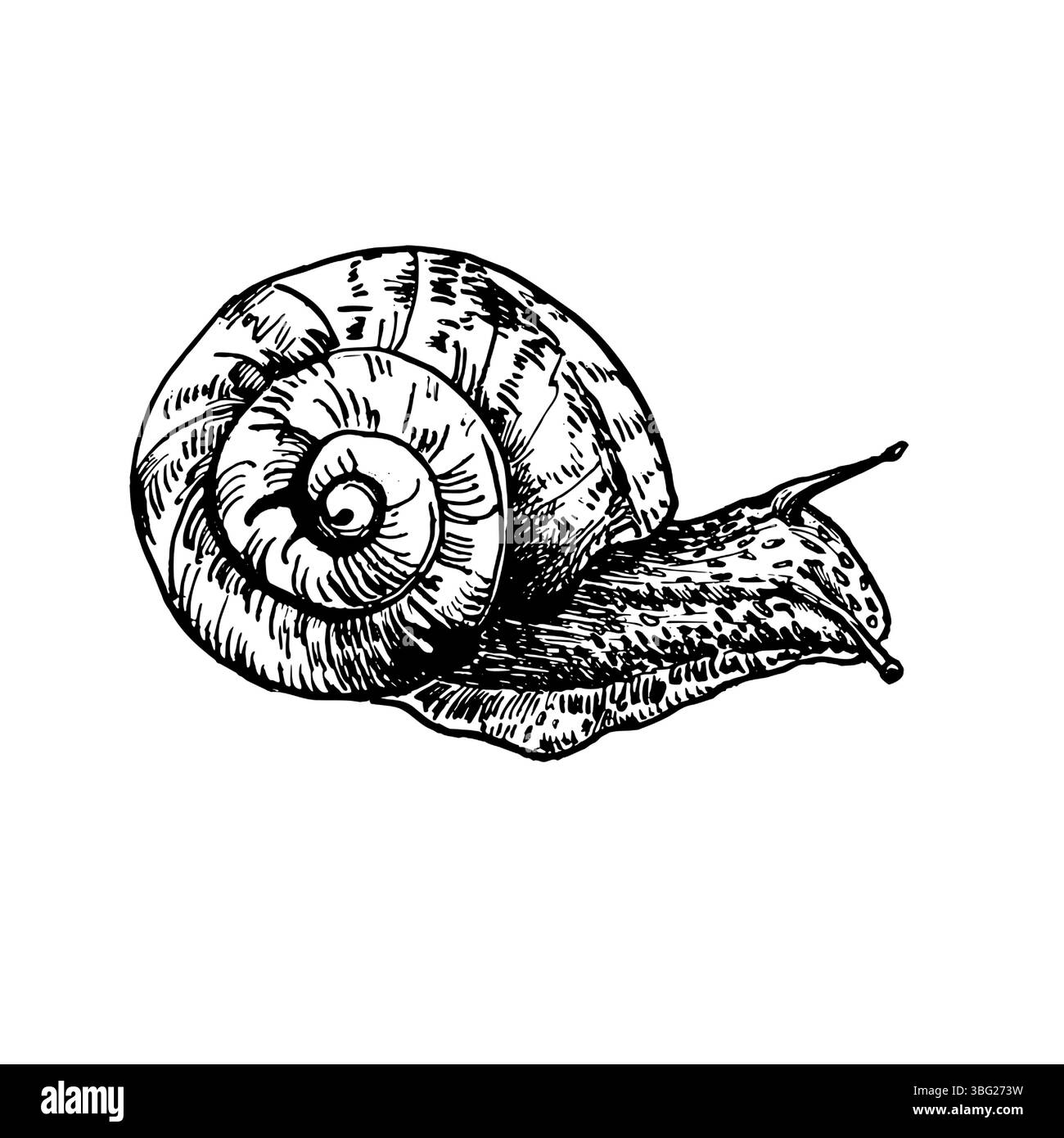 Gartenschnecke Hand gezeichnet schwarz weiß Umrissvektor Illustration. Langsam krabbelnde Kreatur in spiralförmiger Muschelskizze für umweltfreundliche Verpackungen, Naturforscher Stock Vektor