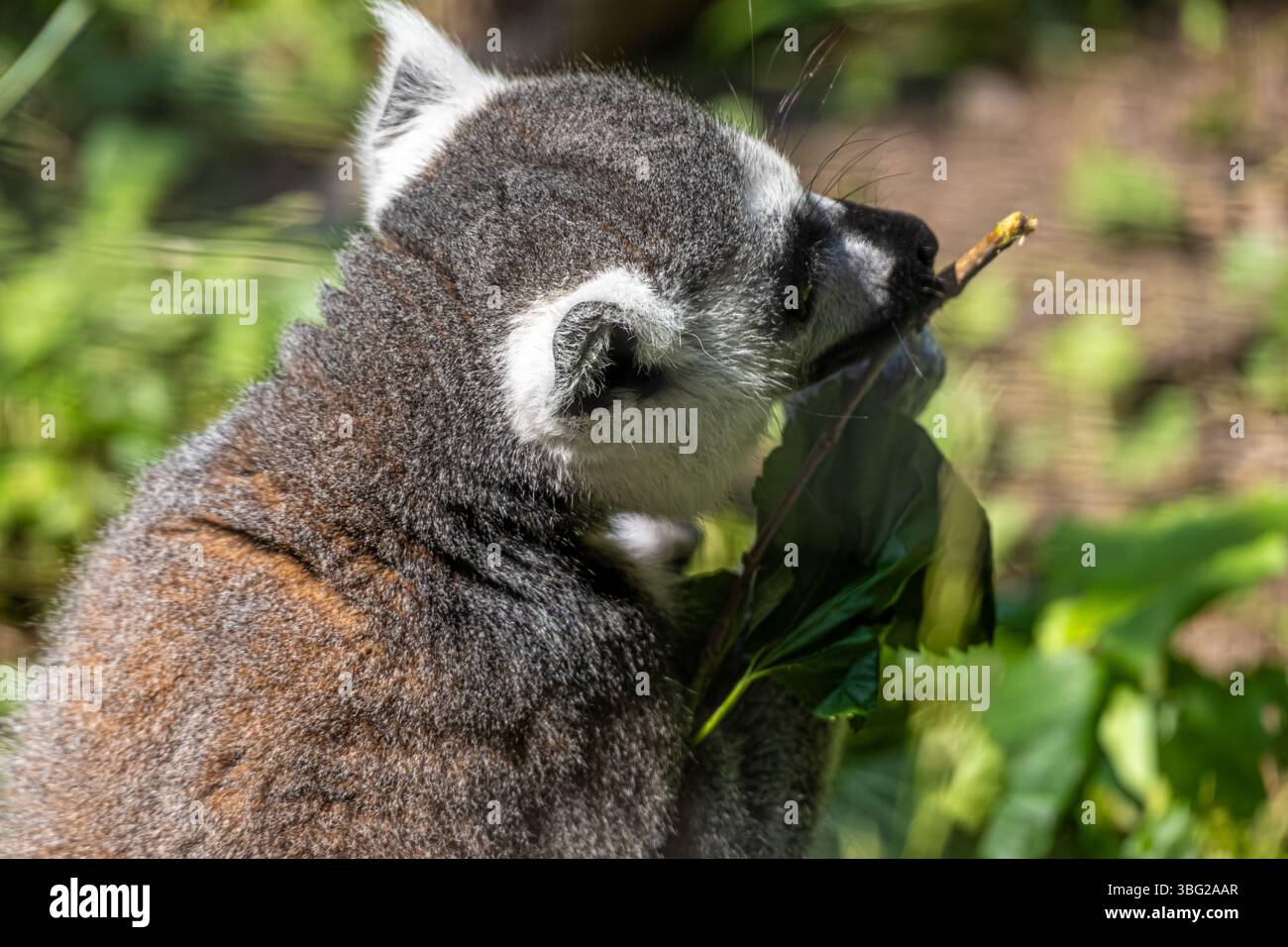 Ringschwanzlemur (Lemur Catta) im Yellow River Wildlife Sanctuary in Lilburn, Georgia, östlich von Atlanta. (USA) Stockfoto