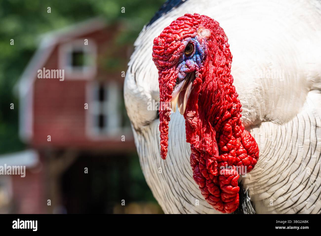 Royal Palm turkey im Yellow River Wildlife Sanctuary in Lilburn, Georgia, östlich von Atlanta. (USA) Stockfoto