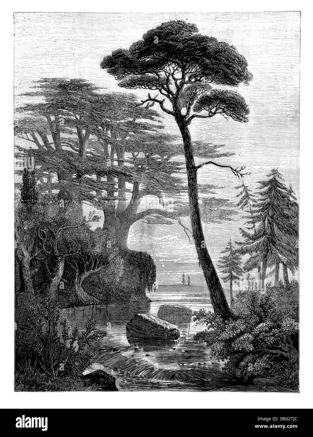 Illustration von Jesaja XLI.18,19 „Ich werde Flüsse in den Höhen öffnen ... Ich werde in der Wildnis die Zeder Pflanzen“ aus dem antiken 19. Jahrhundert der Heilige Stockfoto