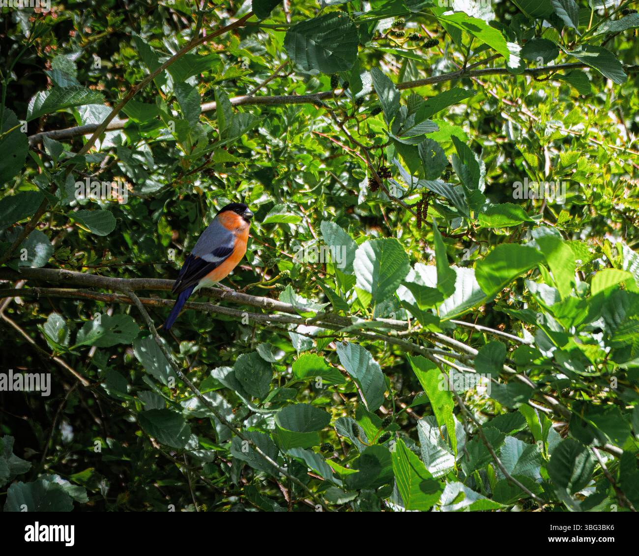 Bullfinch einschließlich extremer Nahaufnahme, Hauxley Nature Reserve, Northumberland, Juni 2025 Stockfoto