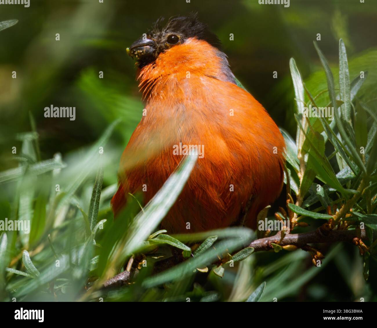 Bullfinch einschließlich extremer Nahaufnahme, Hauxley Nature Reserve, Northumberland, Juni 2025 Stockfoto