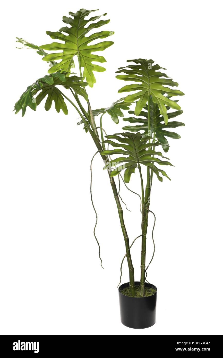 Dekorative Zimmerpflanze mit groen grnen Blttern auf weiem Hintergrund  Stockfotografie - Alamy
