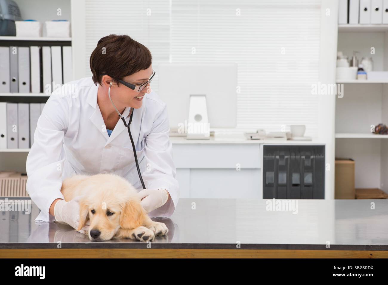 Golden Retriever Welpe liegt ruhig auf dem Untersuchungstisch aus Edelstahl in der Tierarztpraxis mit Stethoskop Stockfoto