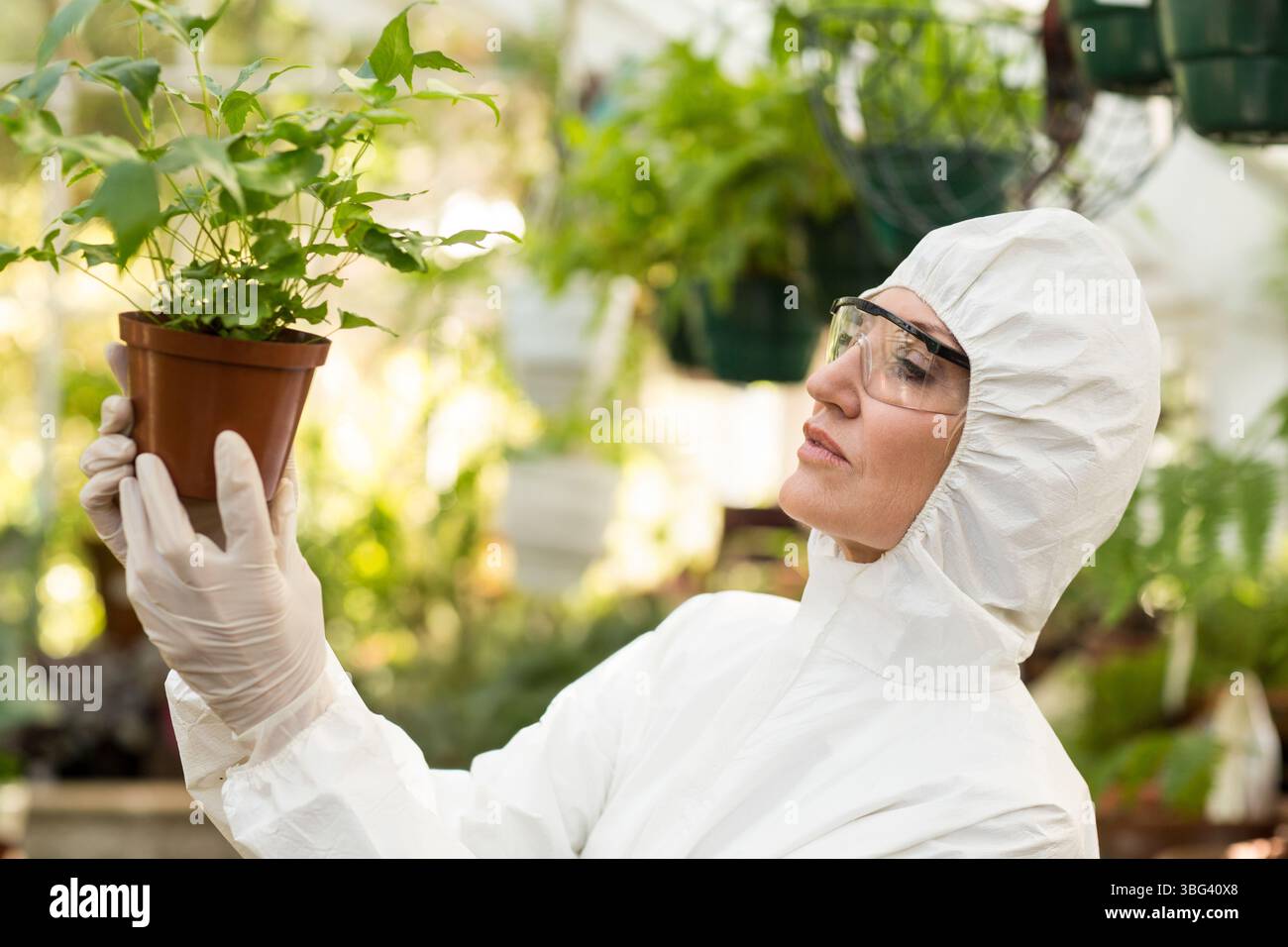 Pflanzenwissenschaftlerin untersucht Pflanze im Topf, während sie Overall im Gewächshaus trägt, Kopierraum Stockfoto