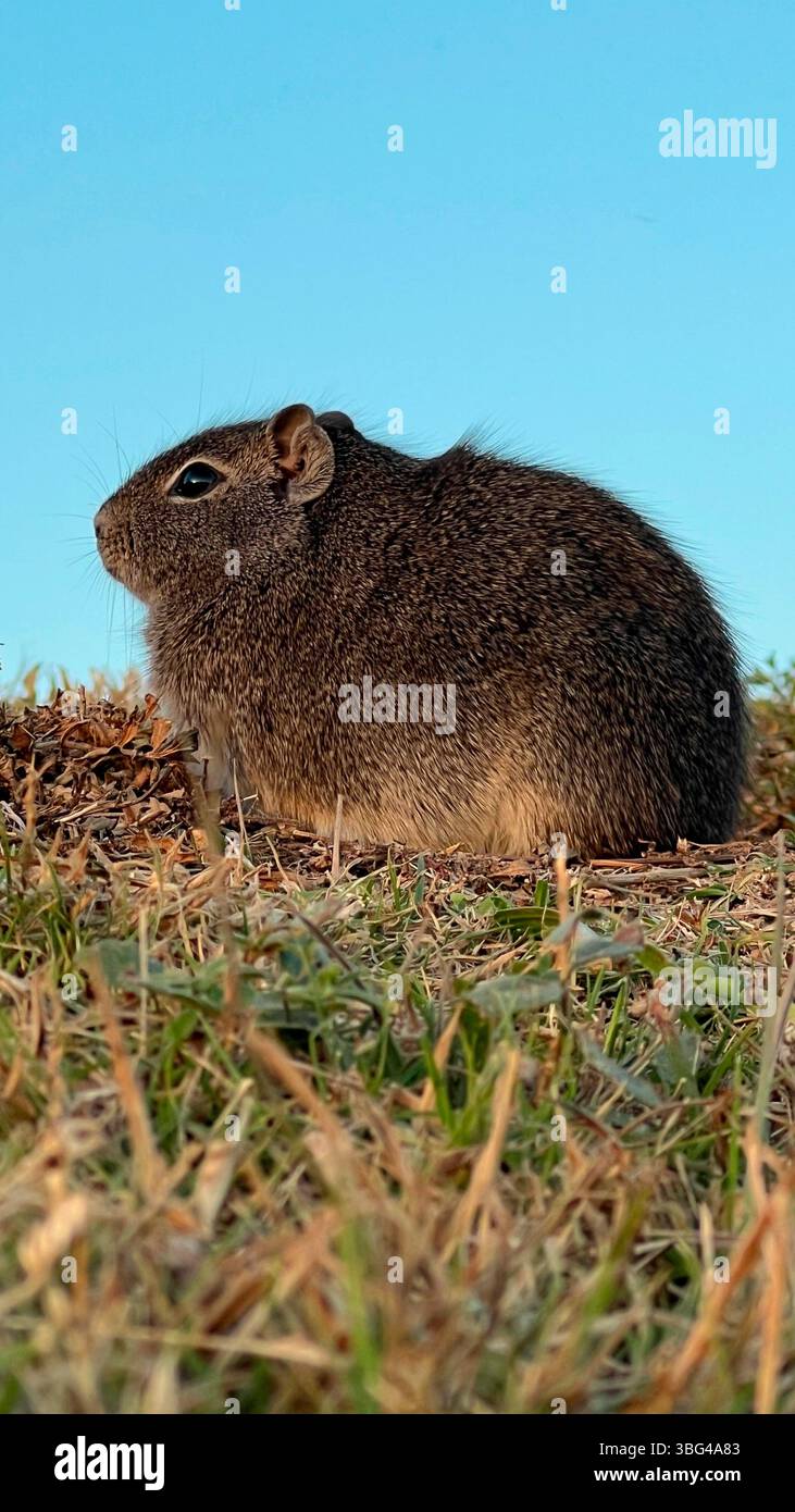 Wildes Cavy in der Nähe von Höhlen in natürlichem Lebensraum Stockfoto