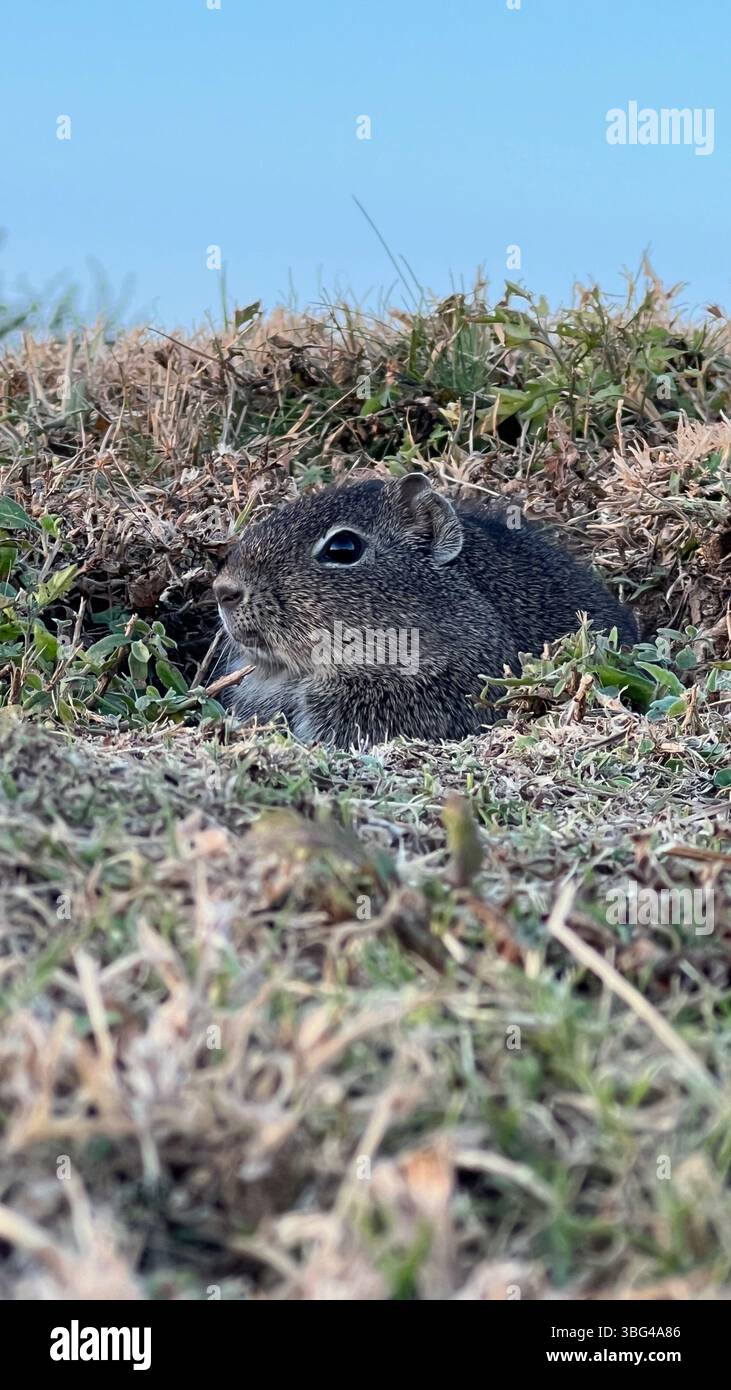 Wildes Cavy in der Nähe von Höhlen in natürlichem Lebensraum Stockfoto