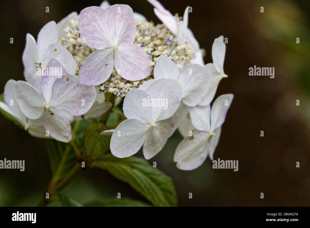 Die Hortensie „Mariesii Grandiflora“ ist ein kleiner Laubstrauch mit großen, flachen Blütenköpfen mit Spitze und blauen oder rosa Fruchtröschen. Stockfoto