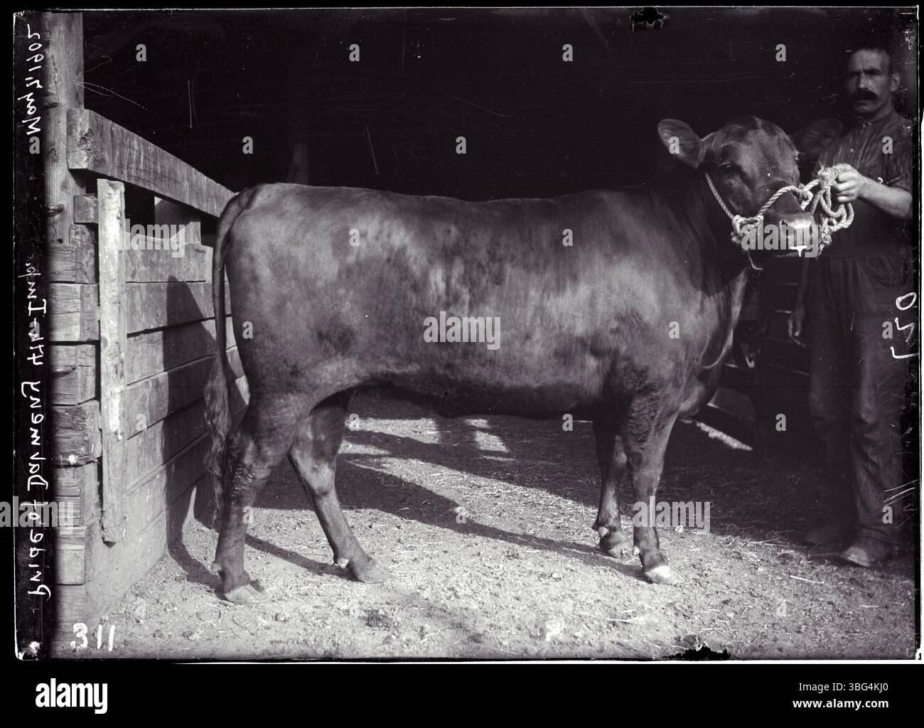 Bild des Aberdeen-Angus-Bullen „Pride of Dalmeny 4th“, gezeigt auf den Denver Stock Yards, aufgenommen auf Glasplatte negativ. Stockfoto