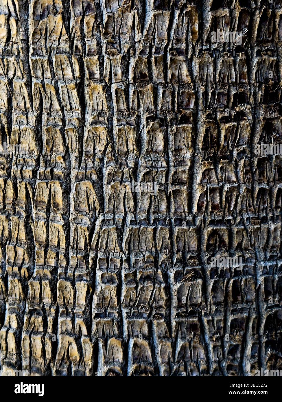 Nahaufnahme der strukturierten Baumrinde - Smartphone-aufgenommenes Stockfoto