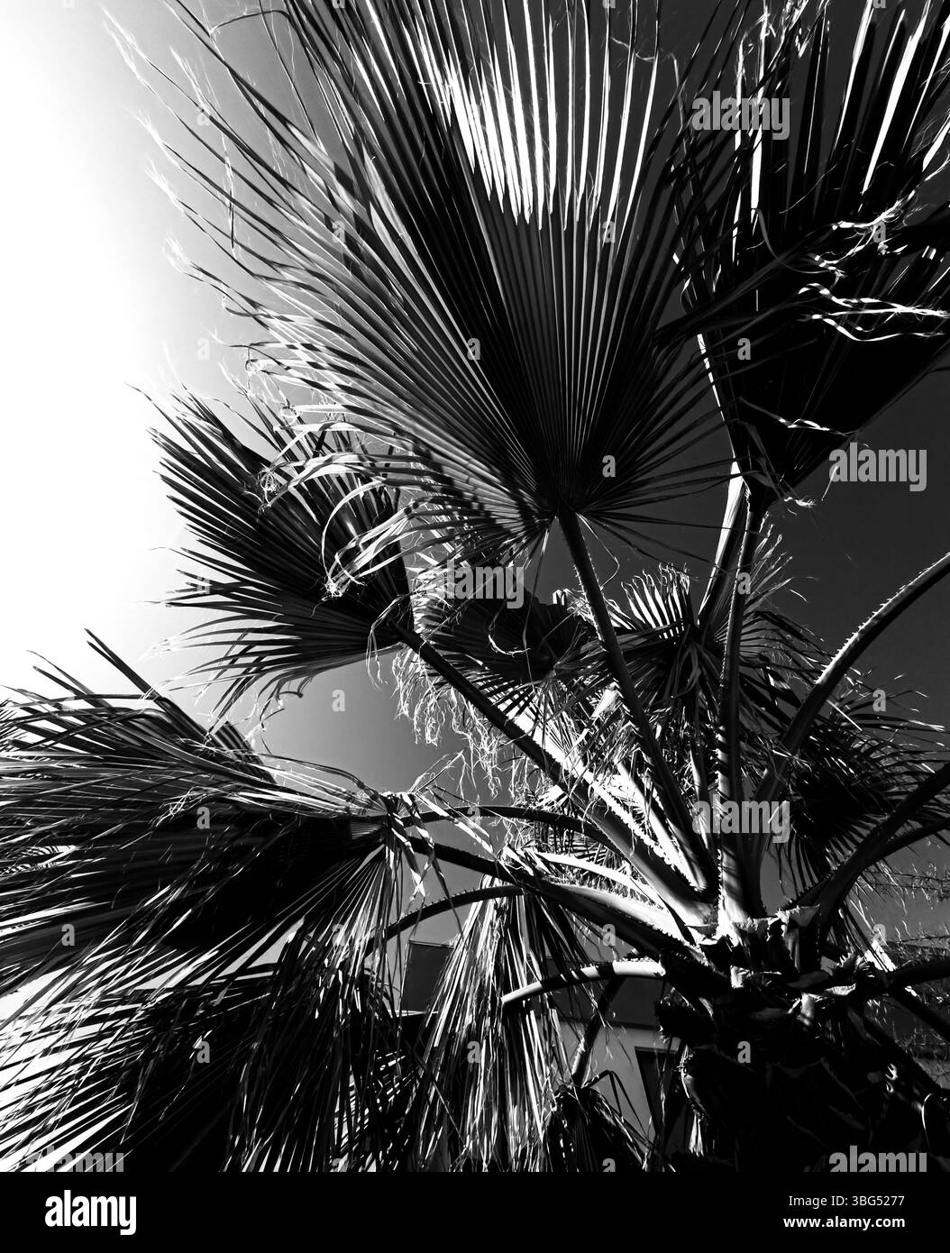 Kalifornische Palme - Smartphone-aufgenommenes Stockfoto