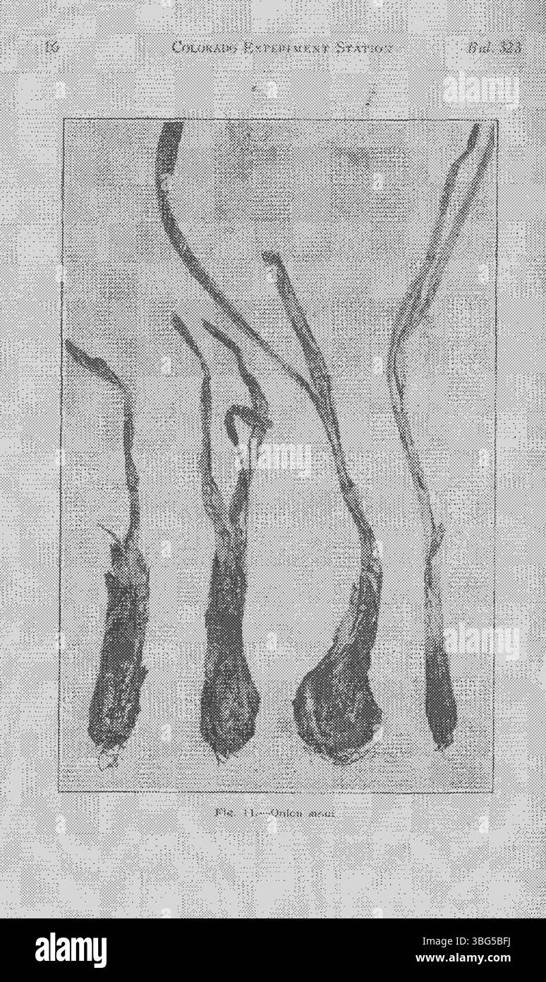 Seite 16 von „Common Diseases of Colorado Truck Cultures“ (1927) beschreibt verschiedene Pilz- und Bakterienkrankheiten, die die Kulturen in Colorado betreffen. In dem Dokument werden Maßnahmen zur Bekämpfung der Ausbreitung dieser Krankheiten und zur Sicherung der Ernteerträge beschrieben. Stockfoto