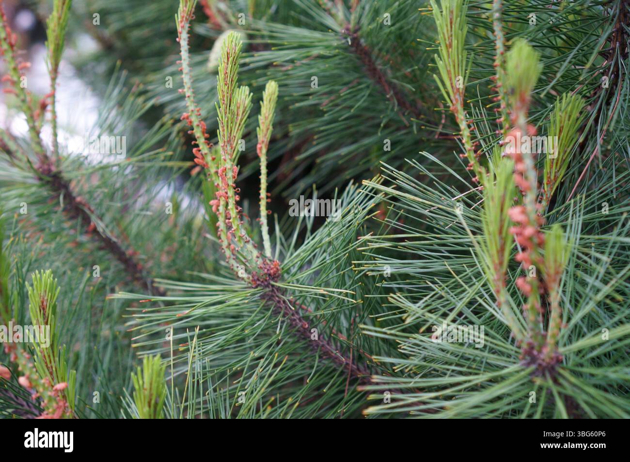 Leuchtend grüne Kiefernnadeln mit zartem Neuwuchs und rötlich-braunen Knospen. Nahansicht mit Textur und Detail der Kiefernäste. Stockfoto