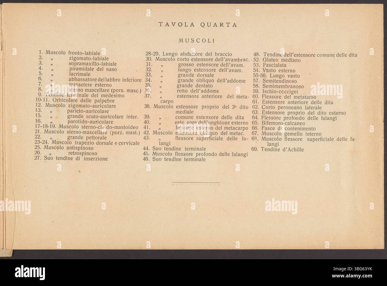 Diese Seite des italienischen Anatomiebuches von 1924 konzentriert sich auf die Gefäß- und Muskelsysteme von Milchrindern, mit detaillierten anatomischen Abbildungen und Lappen, die die inneren Strukturen des Kuhkörpers zeigen. Stockfoto