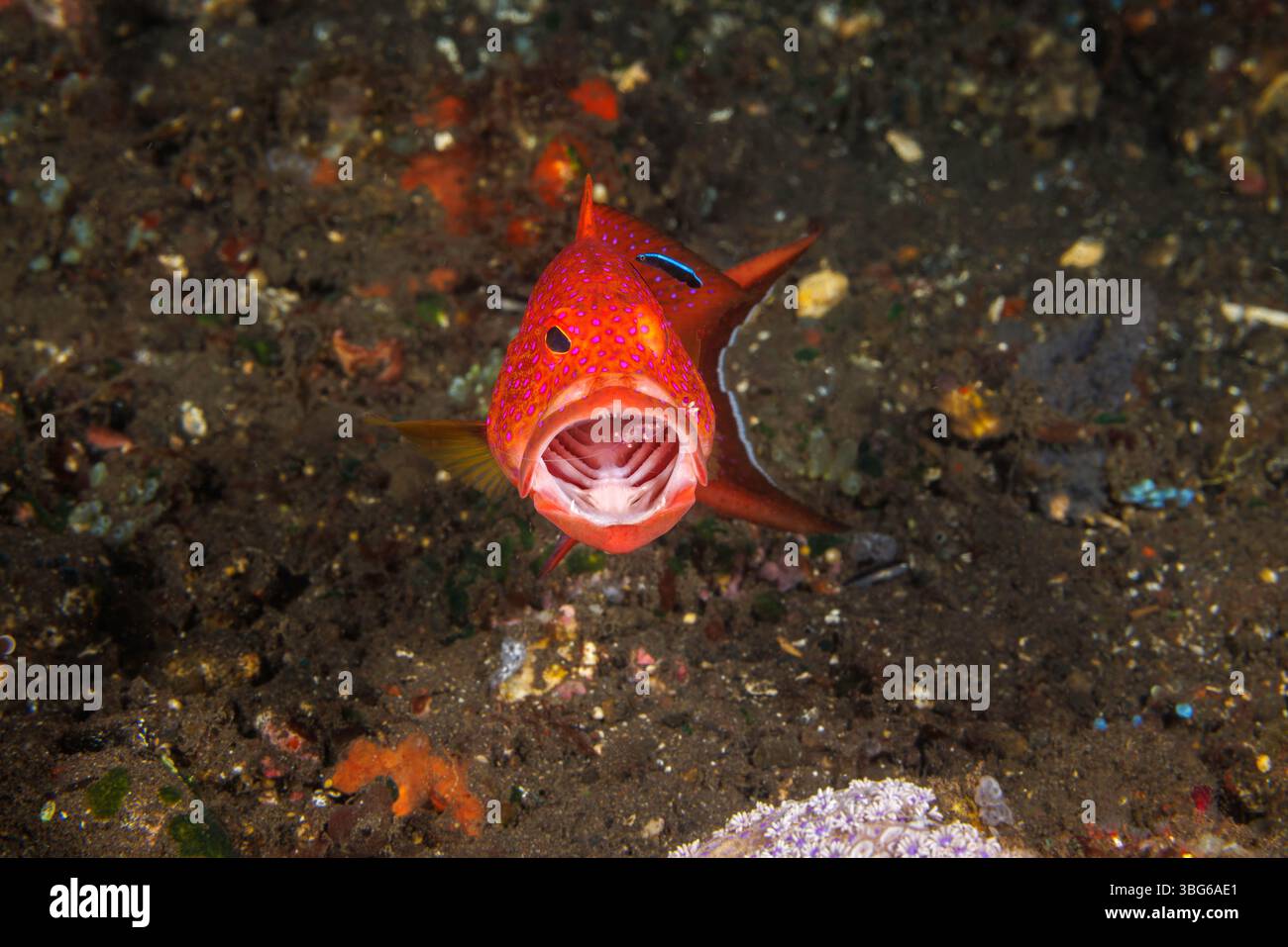 Cephalopholis miniata hält an einer Riffreinigungsstation an, während ein Putzgarnelen und Rassen sie auf Parasiten untersuchen, Tulamben, Bali, Ind Stockfoto