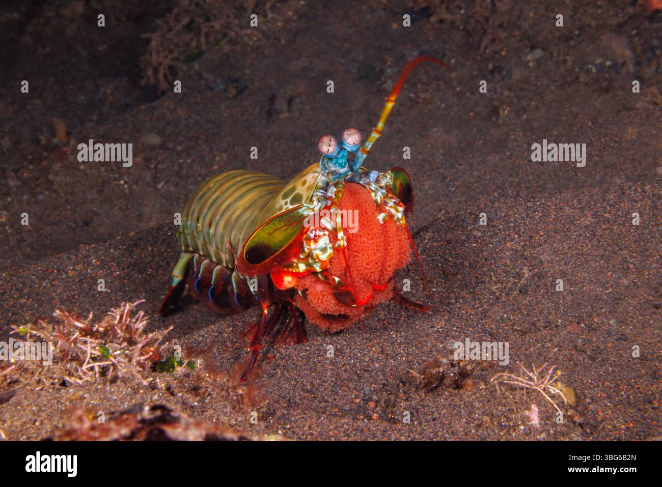 Eine lebendige Pfauenkrabbe, Odontodactylus scyllarus, wiegt ihre Eierkuppe unter den Wellen vor Tulamben, Bali, Indonesien. Bekannt für ihre Stockfoto