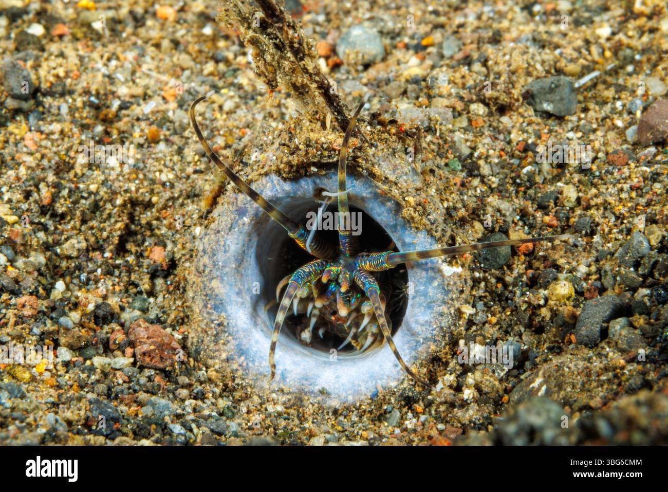 Ein polychaetischer Meereswurm. Nahaufnahme des Kopfes einer Diopatra sp. Meereswurm. Polychaeten sind eine Klasse von ringeliden, segmentierten Würmern. Jedes Segment hat einen Stockfoto