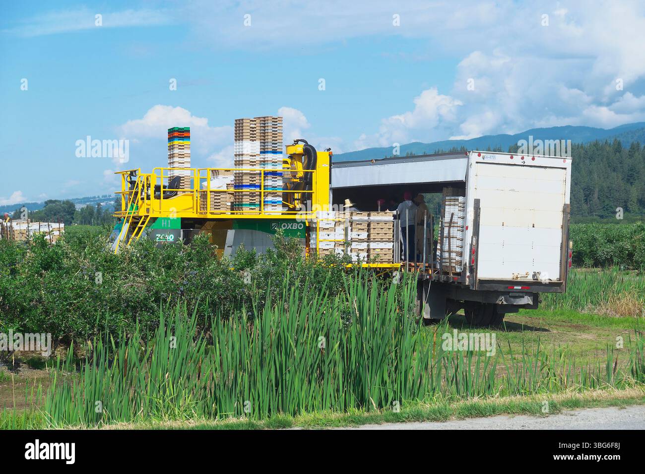 Heidelbeererntemaschine neben einem weißen Lieferwagen für den Transport der gepflückten Früchte zu einer Verarbeitungsanlage. Pitt Meadows, B.C., Kanada Stockfoto