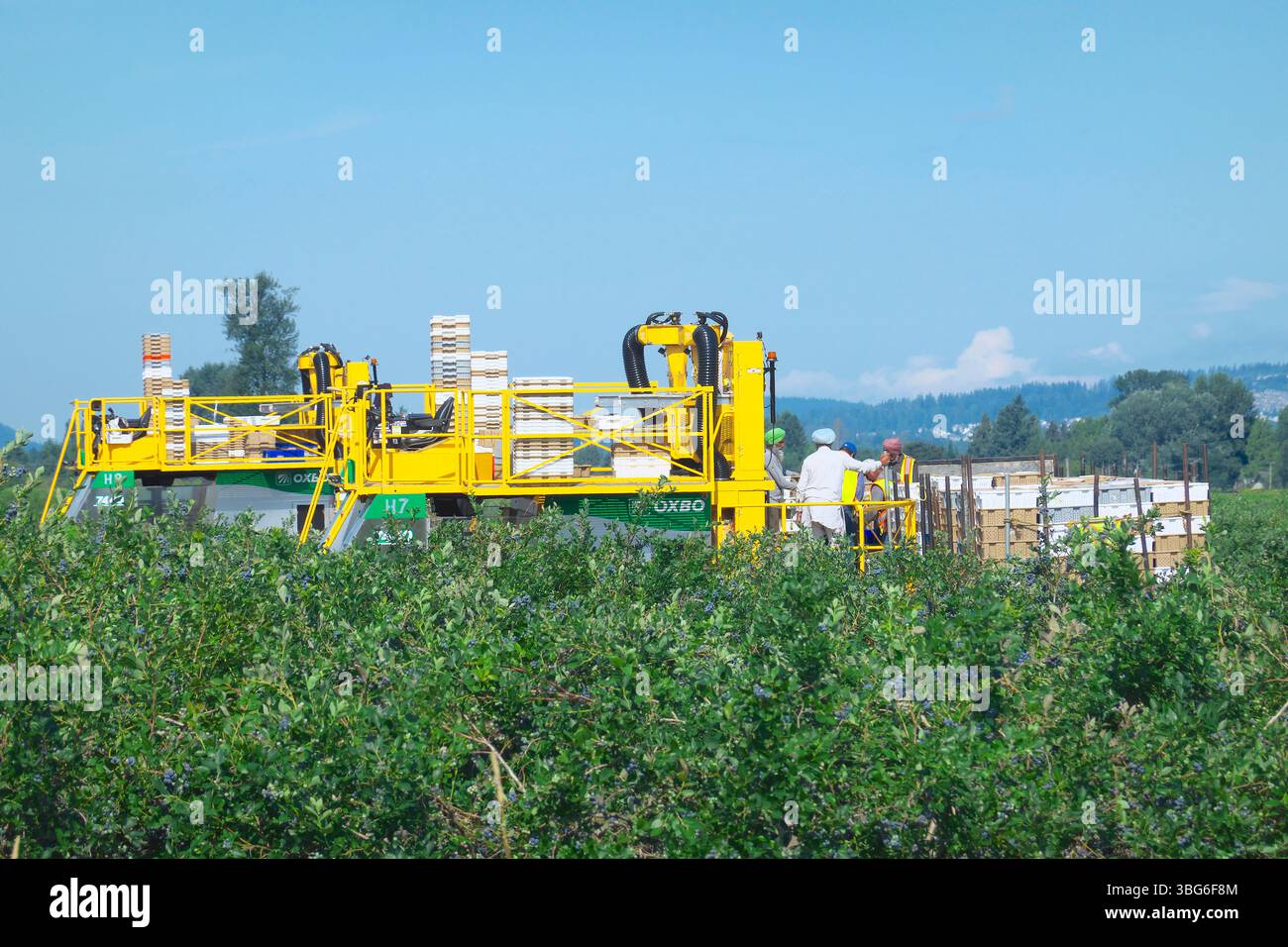 Südasiatische Landarbeiter an einer Heidelbeererntemaschine mit gestapelten Kisten auf einem Heidelbeerfeld - Pitt Meadows, B.C., Kanada. Stockfoto