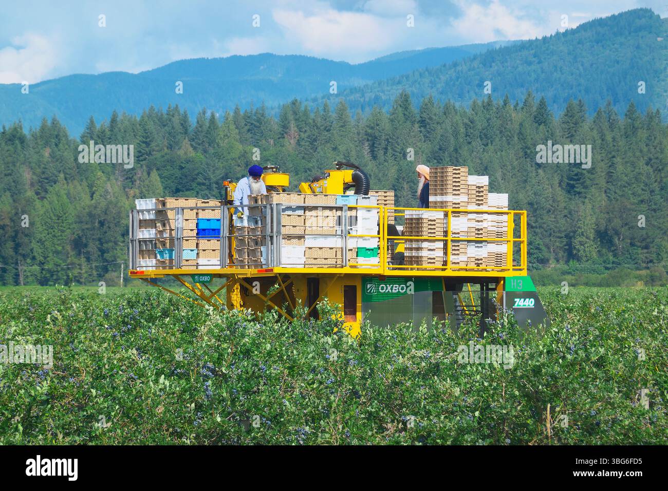 Südasiatische Landarbeiter stehen auf einer Heidelbeererntemaschine zwischen gestapelten Kisten auf einem Heidelbeerfeld - Pitt Meadows, B.C., Kanada. Stockfoto