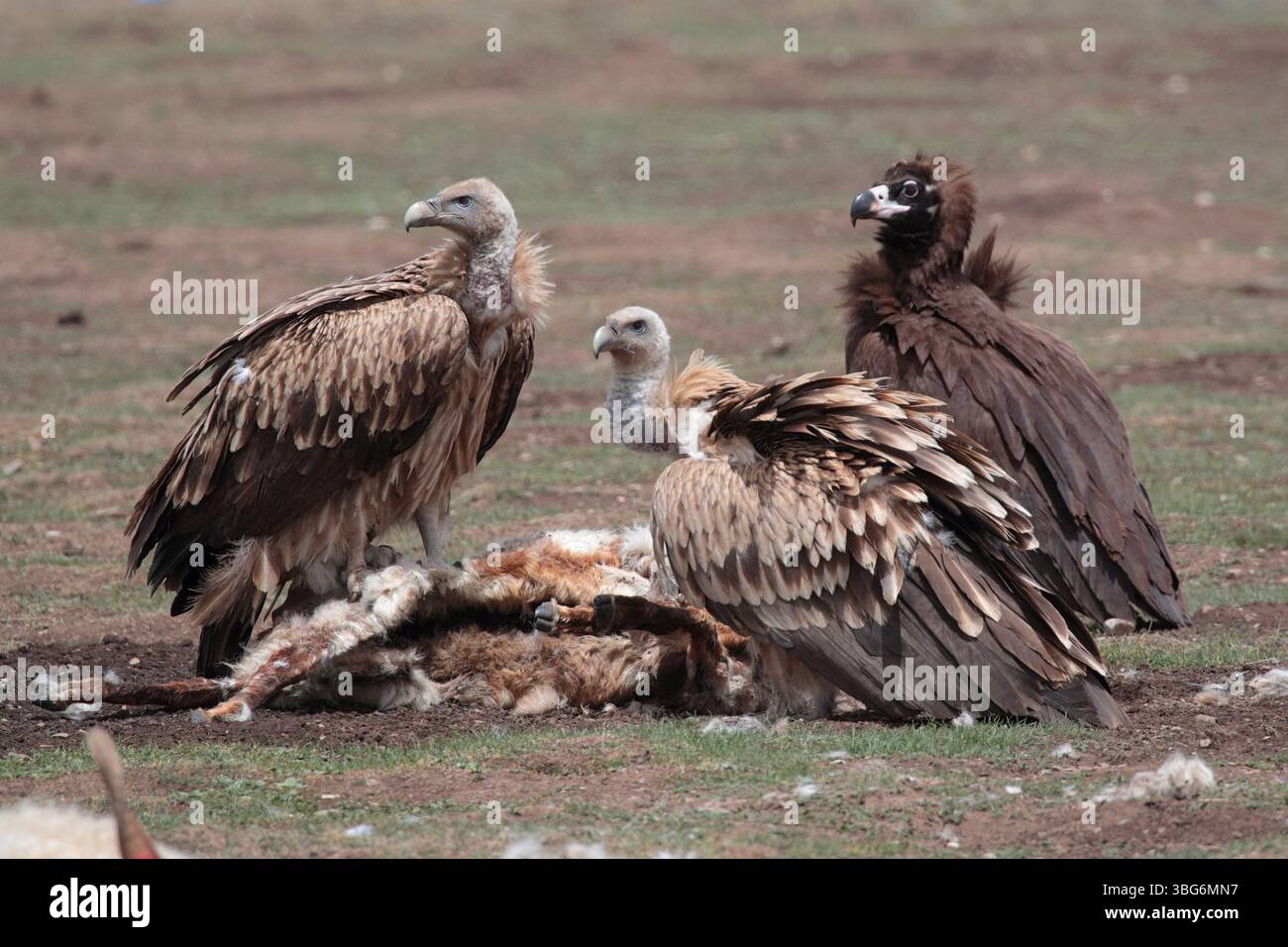 Himalaya-Gänsegeier (Gyps himalayensis) mit Cinereus-Geier -rechts, hinten- (Aegypius monachus) bei Ruoergai, West-Sichuan, China Stockfoto