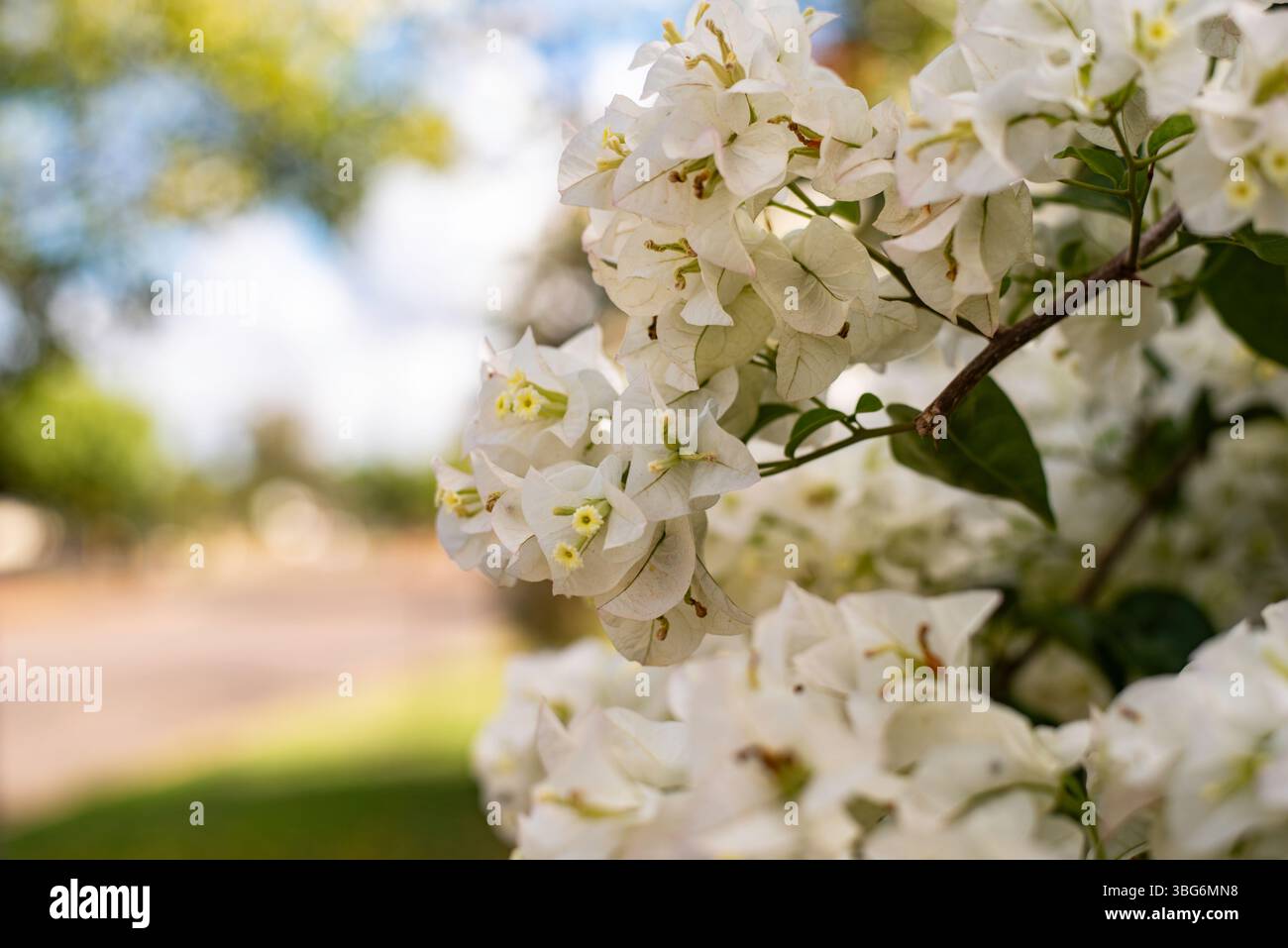 Weiße Bougainvillea Blumen Stockfoto