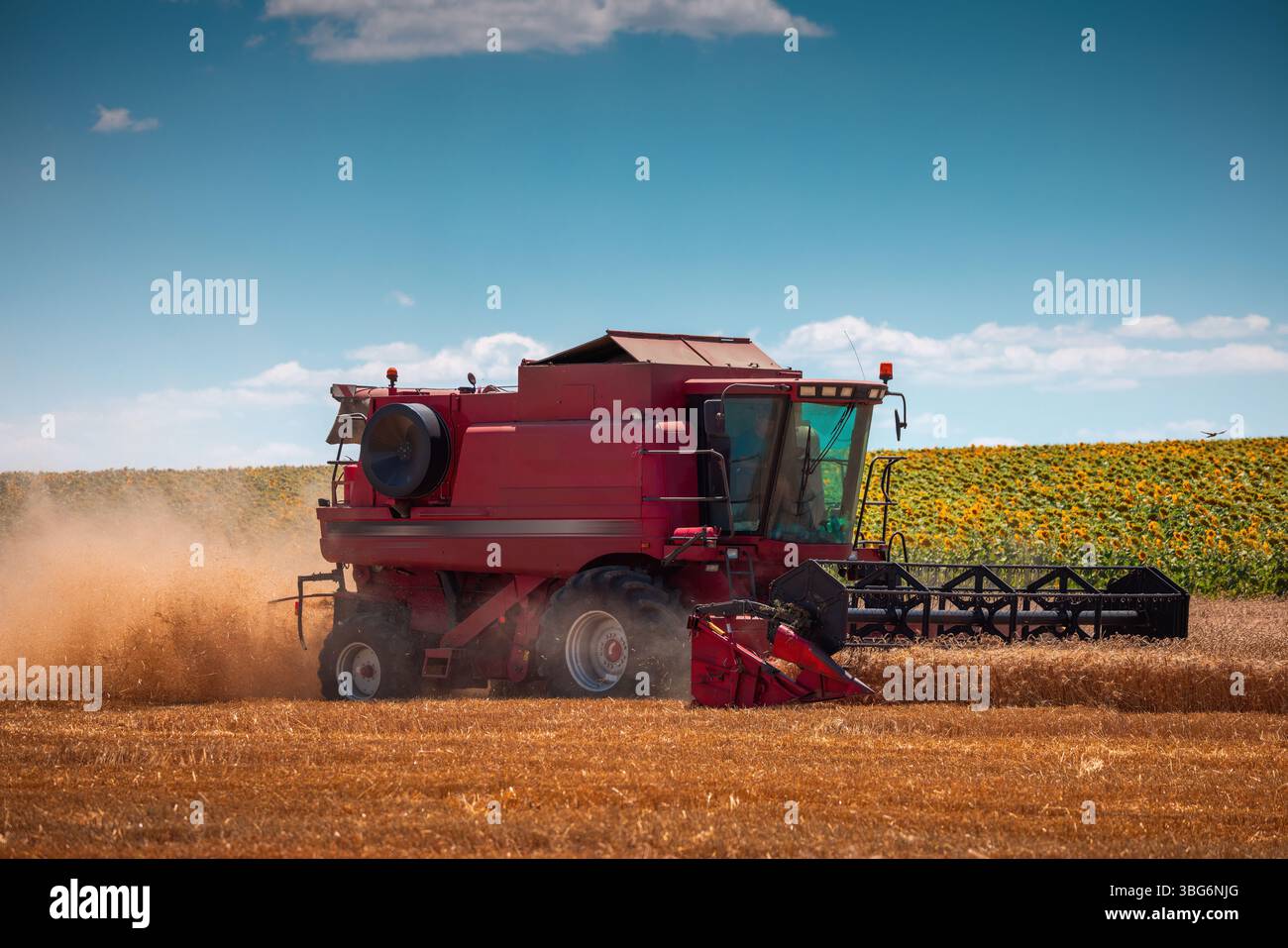 Mähdreschermaschine, die auf einem Weizenfeld arbeitet und Weizenkörner erntet Stockfoto
