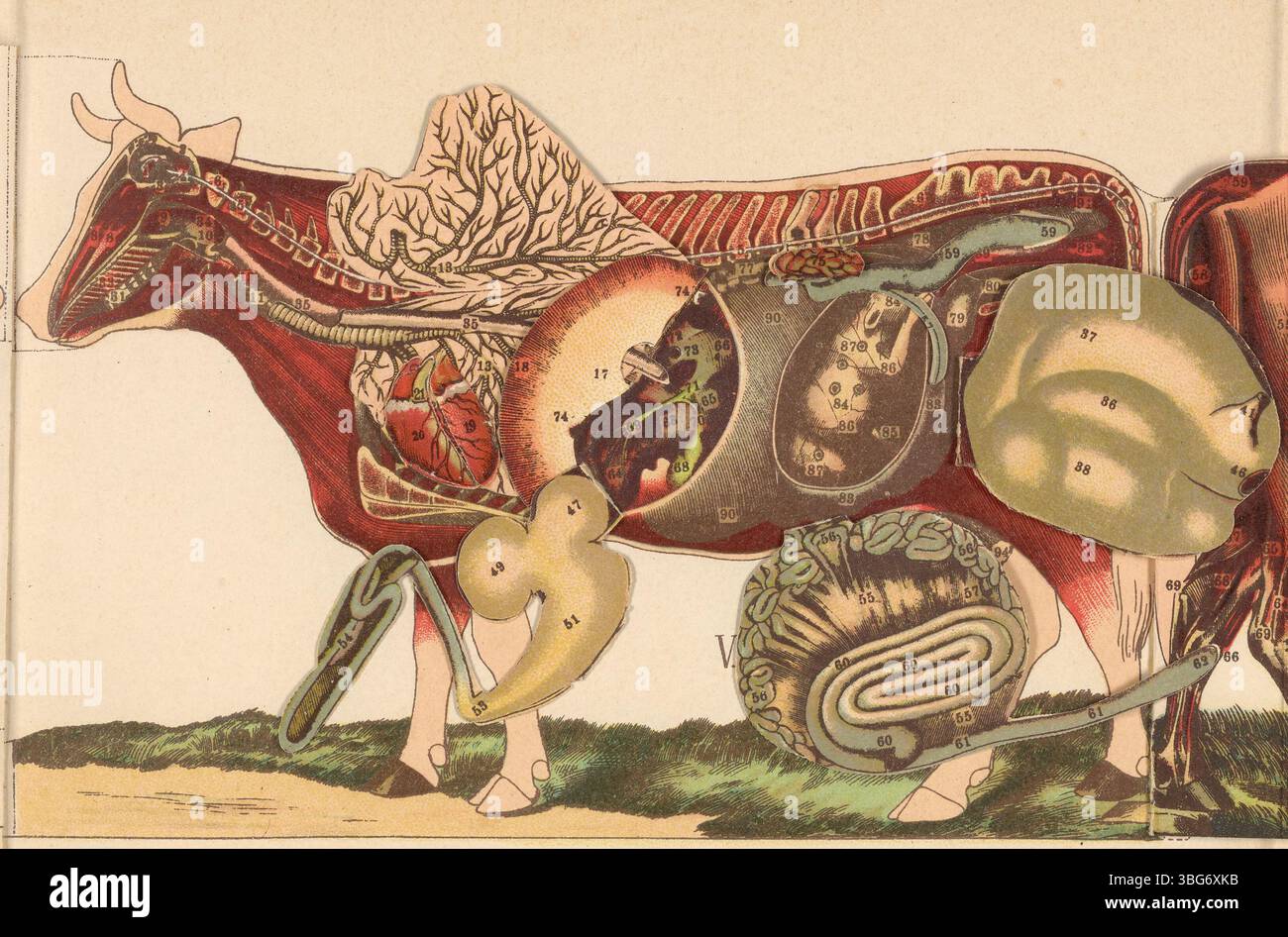 Seite 13 von *La Vacca*, einem Buch in italienischer Sprache aus dem Jahr 1924 über die Anatomie von Milchvieh, das sich öffnet, um die anatomische Struktur der Kuh vom äußeren Körper bis zu den inneren Organen zu zeigen. Auf dieser Seite wird die Untersuchung des Muskel- und Gefäßsystems der Kuh fortgesetzt. Stockfoto