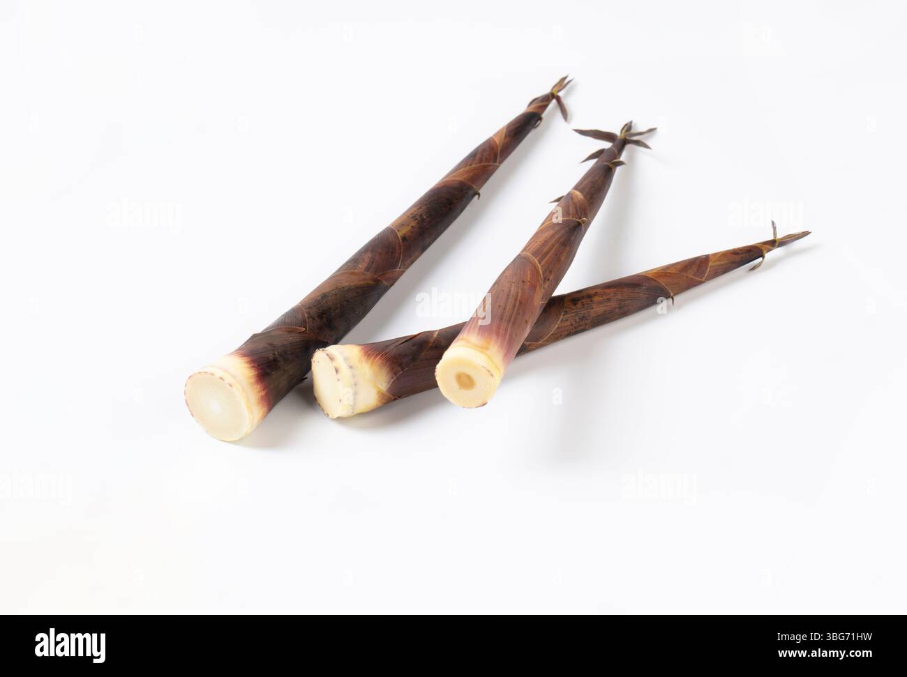 Nahaufnahme der frisch geernteten kleinen Bambus shoots​ Stockfoto