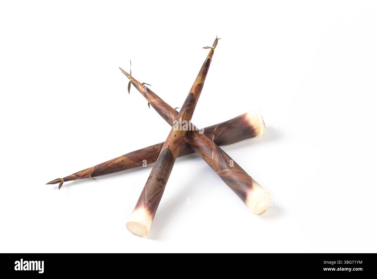 Nahaufnahme der frisch geernteten kleinen Bambus shoots​ Stockfoto