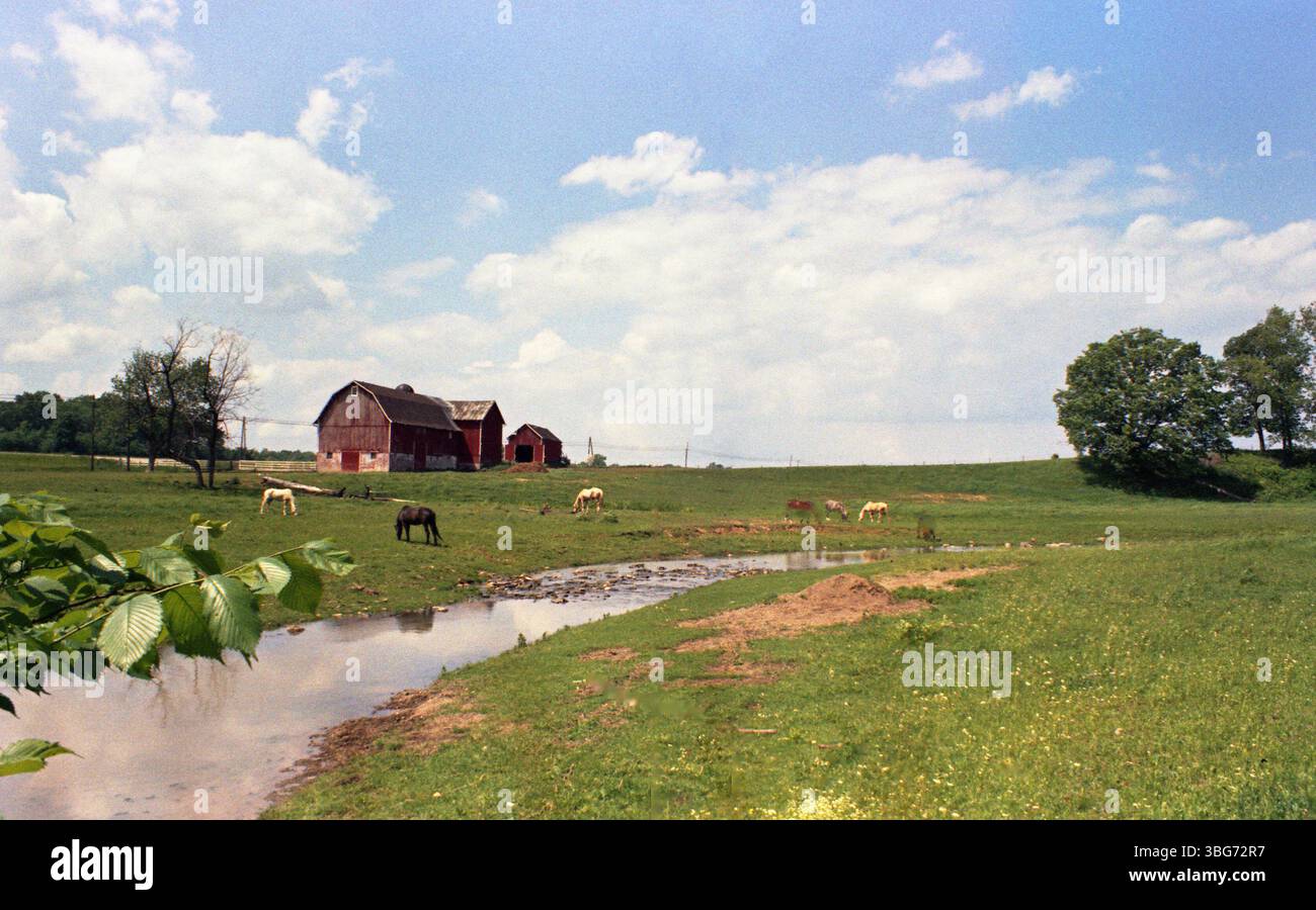 Foto von A.V. Shirk von einer Farm in der Nähe von Galion, Ohio, die eine große Scheune und mehrere Pferde zeigt. Shirk, geboren 1938, wurde ein bekannter Fotograf aus Ohio, nachdem er in der Musikindustrie gearbeitet hatte, wo er Folk- und Protestmusik aufnahm. Später zog er nach Tucson, Arizona, wo er seine Karriere in der Fotografie fortsetzte. Stockfoto