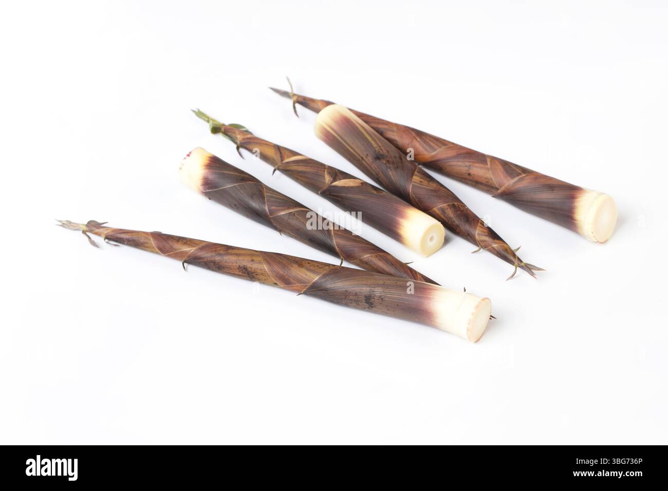 Nahaufnahme der frisch geernteten kleinen Bambus shoots​ Stockfoto