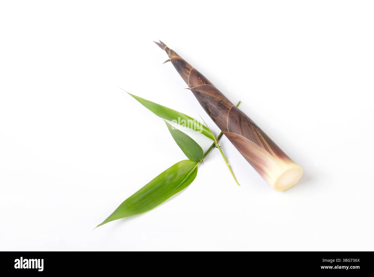 Nahaufnahme der frisch geernteten kleinen Bambus shoots​ Stockfoto