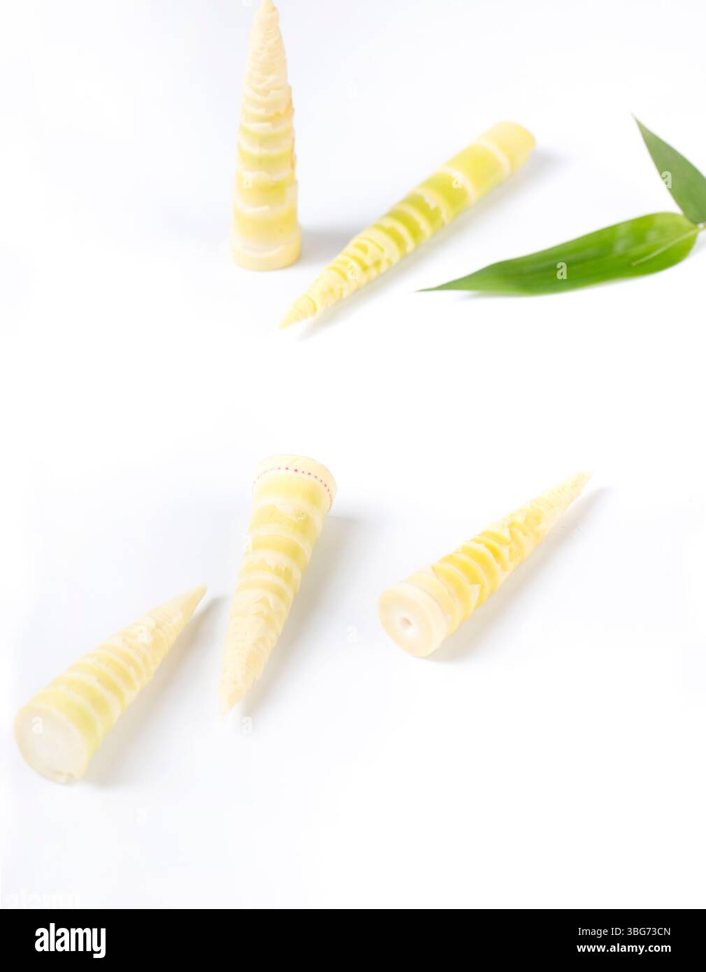 Nahaufnahme der frisch geernteten kleinen Bambus shoots​ Stockfoto