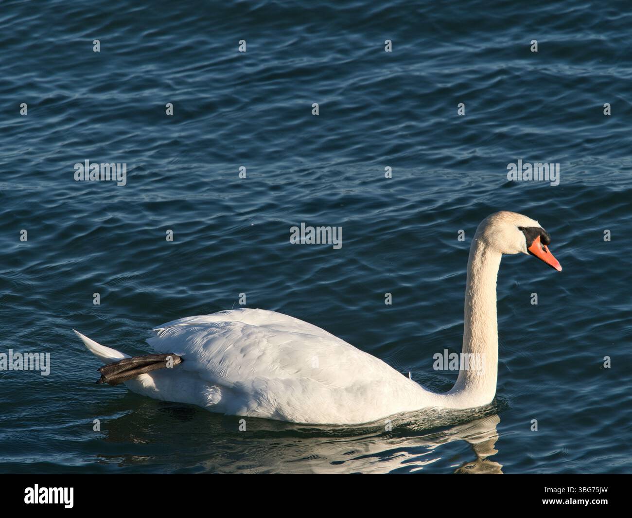 Stummer Schwan (Cygnus olor) gleitet auf tiefblauem Wasser des Bodensees Stockfoto