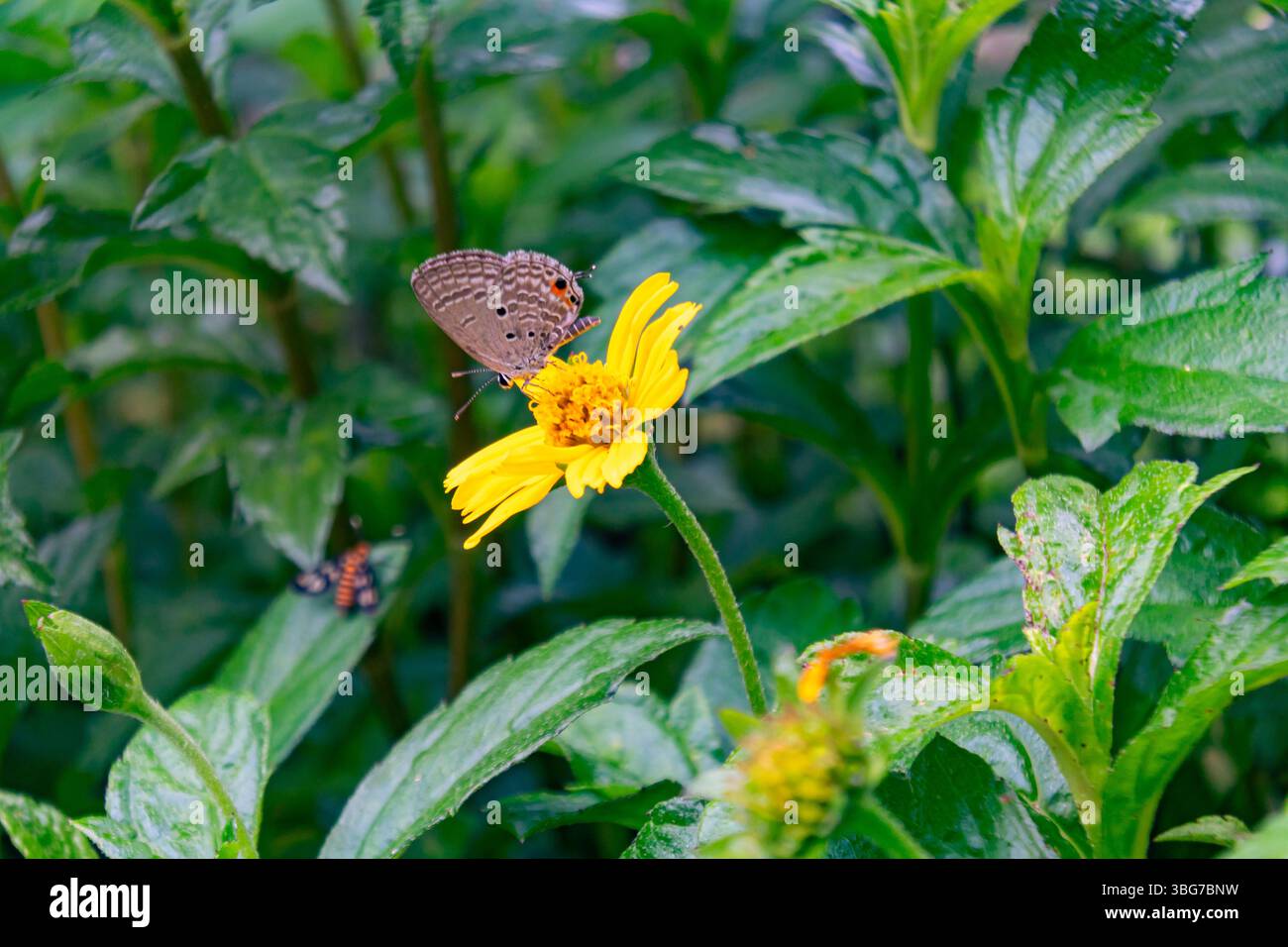 Ein zarter Schmetterling liegt auf einer hellgelben Blume in einem üppigen Garten und unterstreicht die Schönheit der Natur und die Bedeutung der Bestäuber. Stockfoto