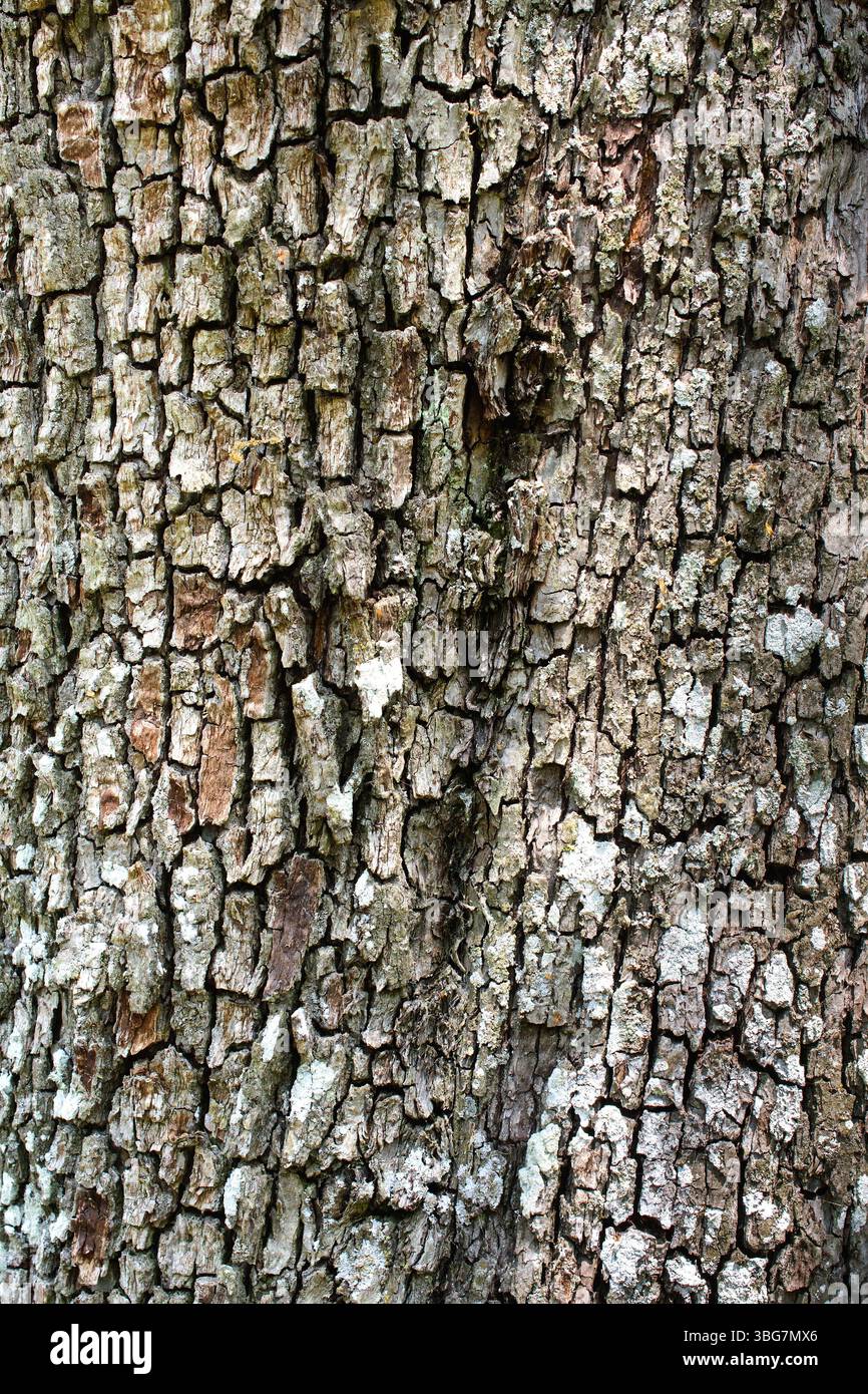 Detail der strukturierten Rinde des 150 Jahre alten Birnenbaums (Pyrus) - Zentralfrankreich. Stockfoto