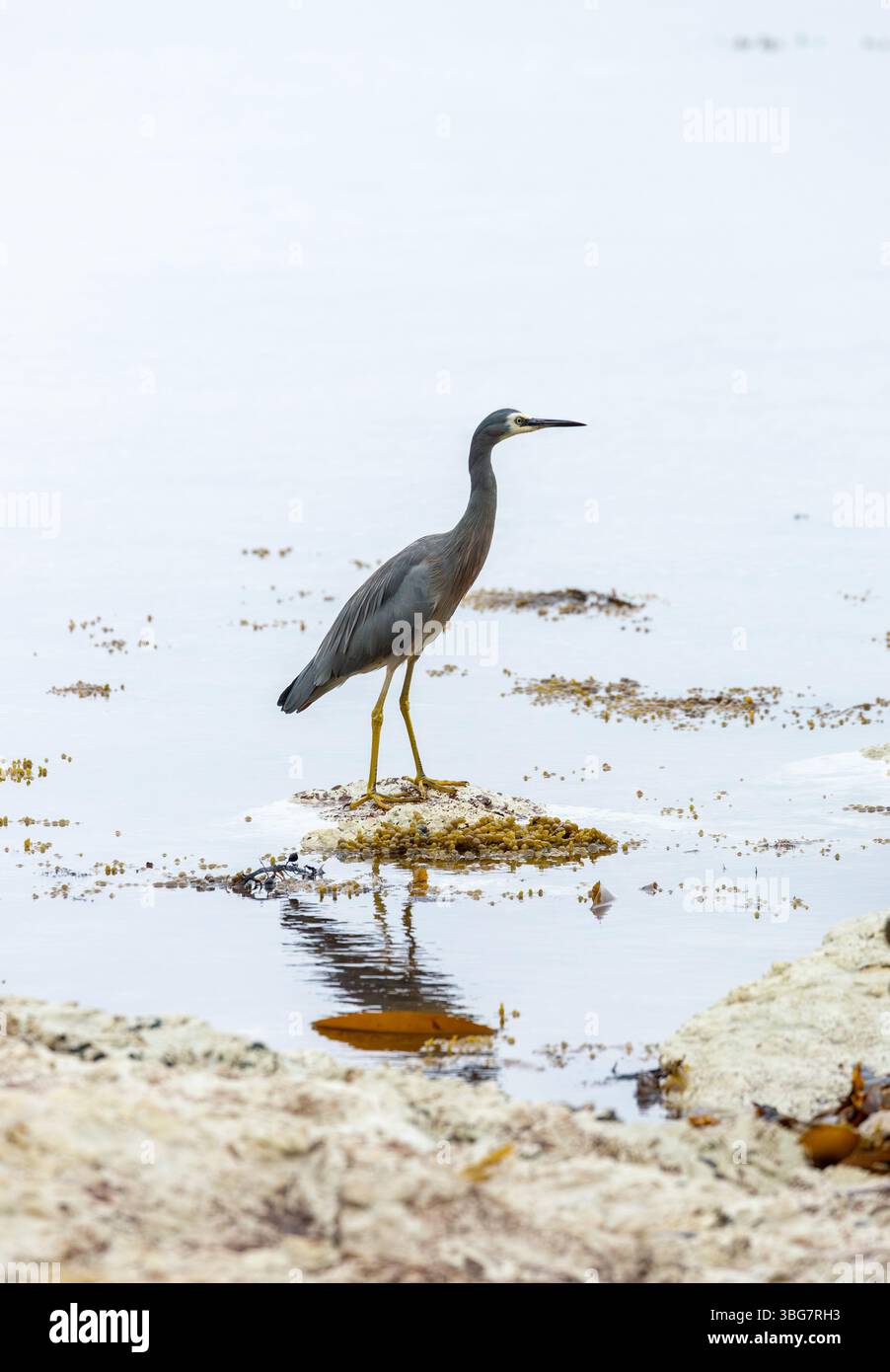 Weißsichtiger Reiher Egretta novaehollandiae, Kaikoura-Halbinsel, Südinsel, Neuseeland Stockfoto